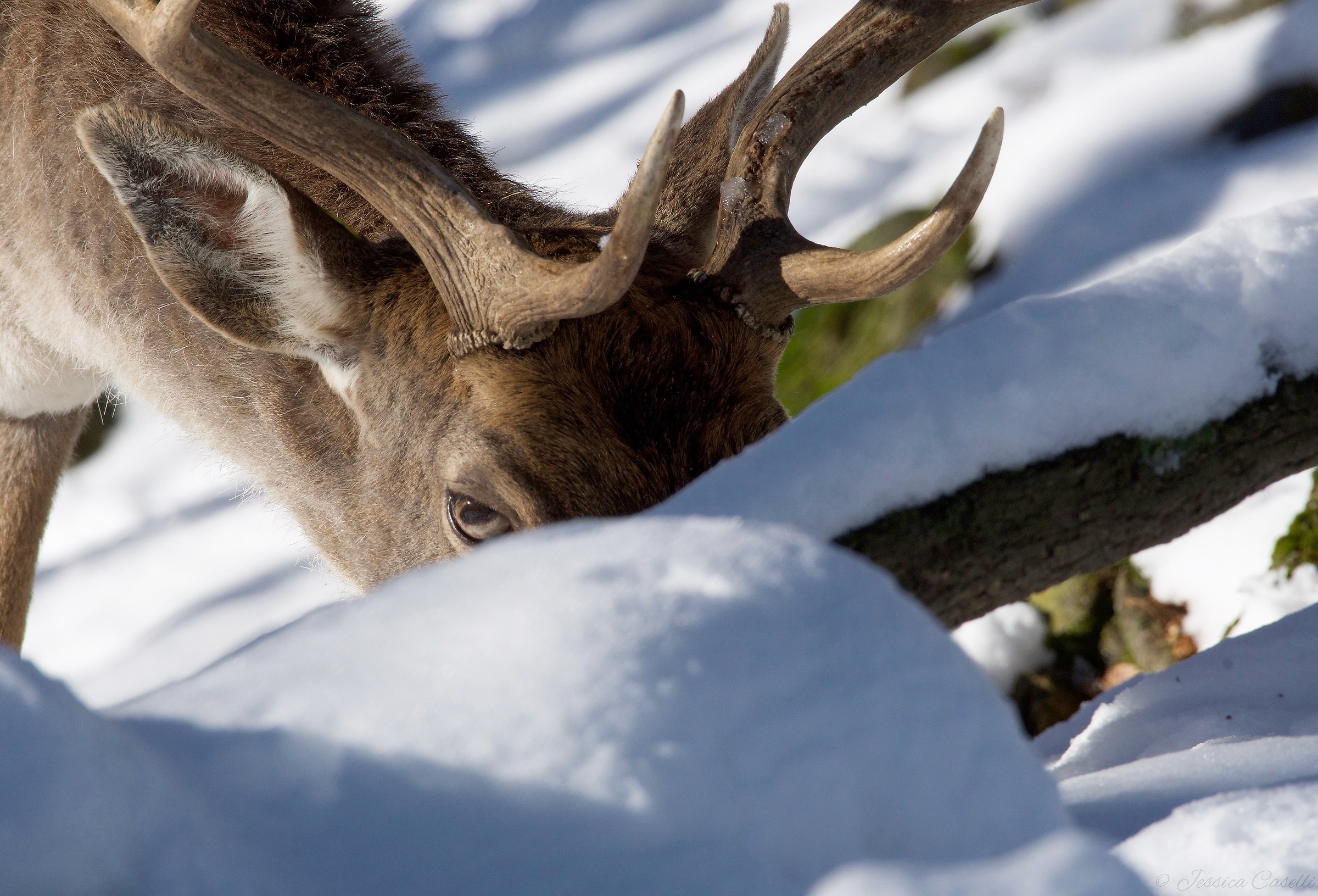 The sun after the snowfalls