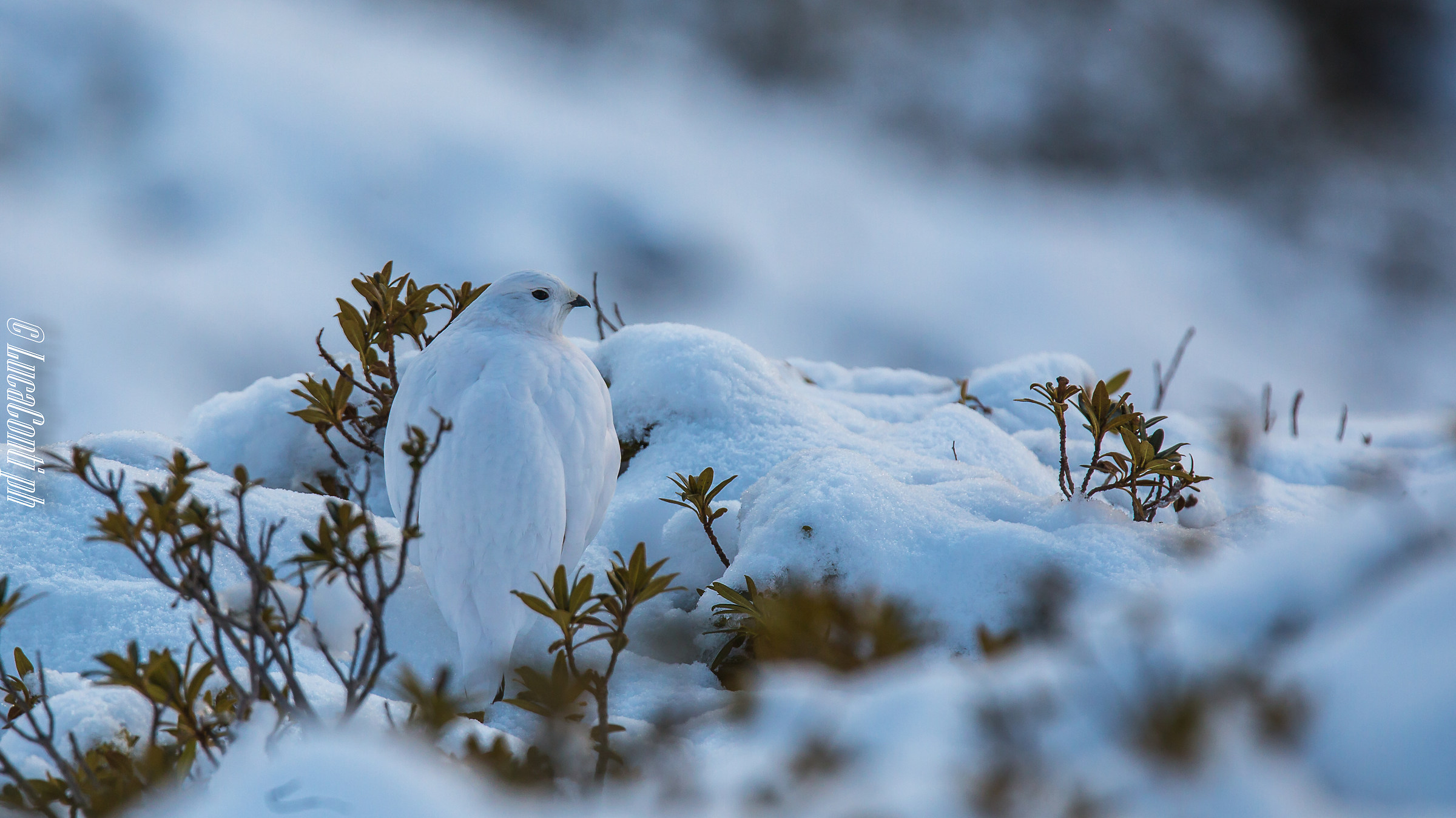 Pernice bianca Valsassina