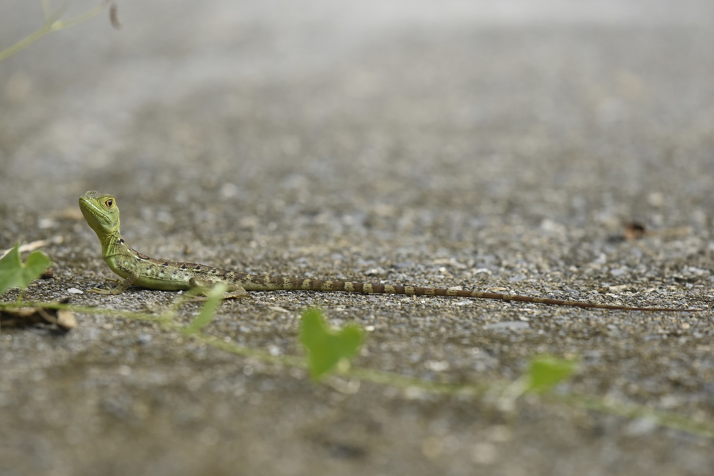 Basiliscus plumifrons