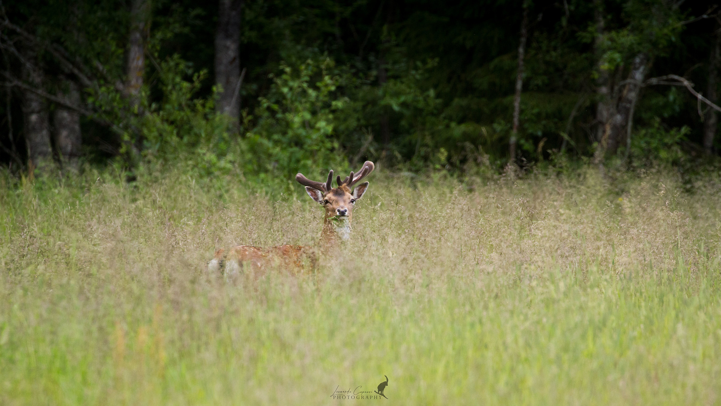 Fallow deer in velvet / Daino in velluto