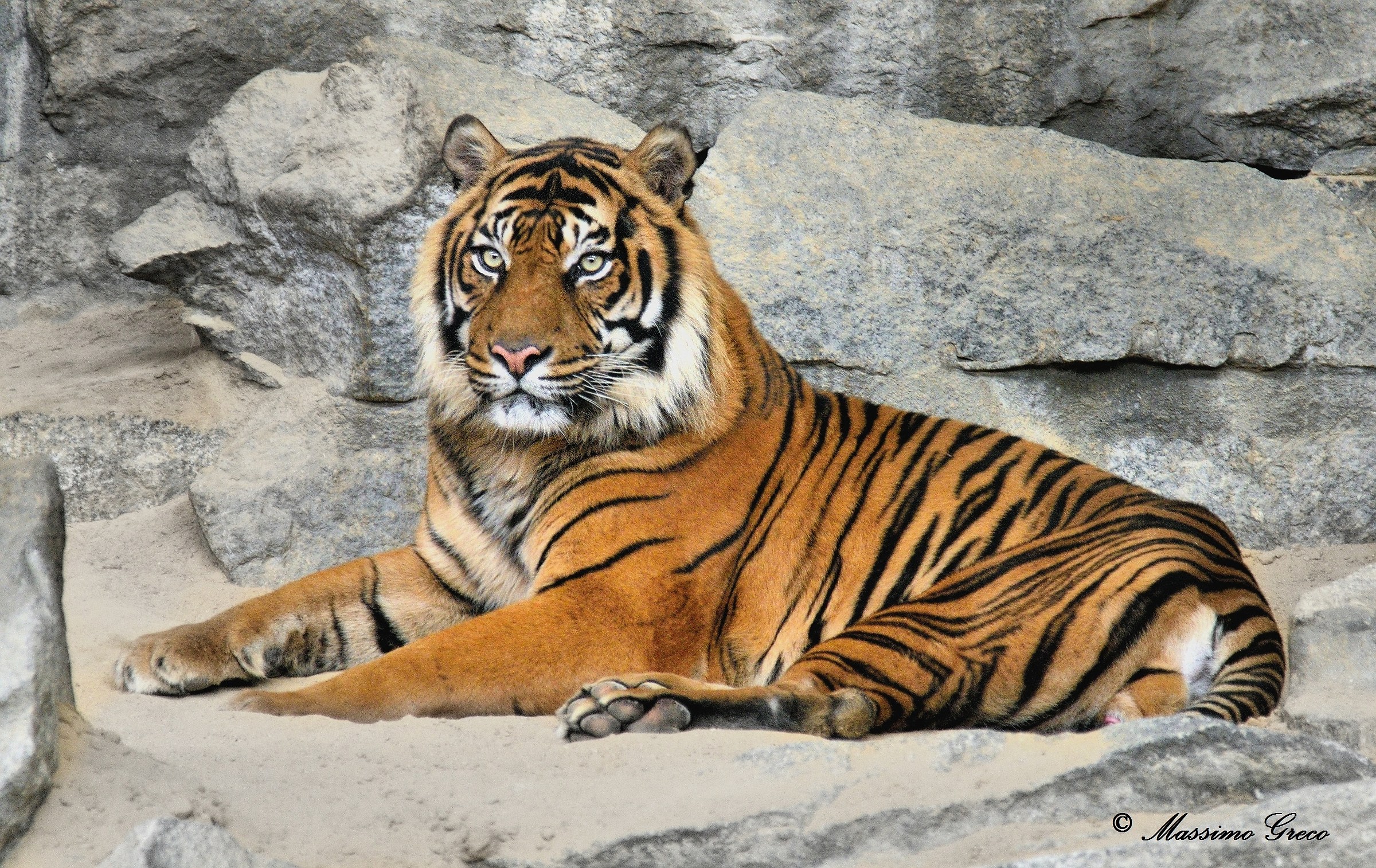 Maschio di Tigre di Sumatra - Tierpark Berlin