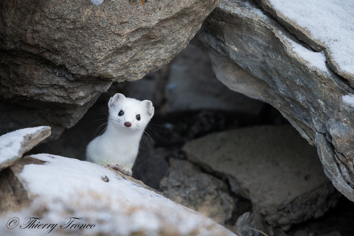 Ermine