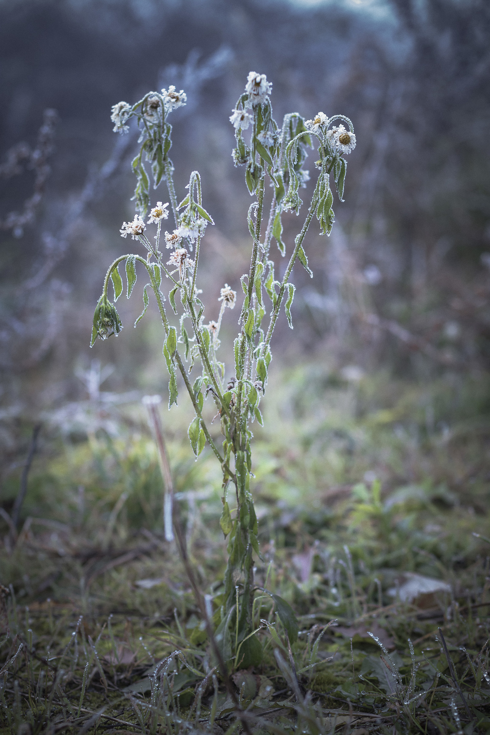capitolazione al generale inverno
