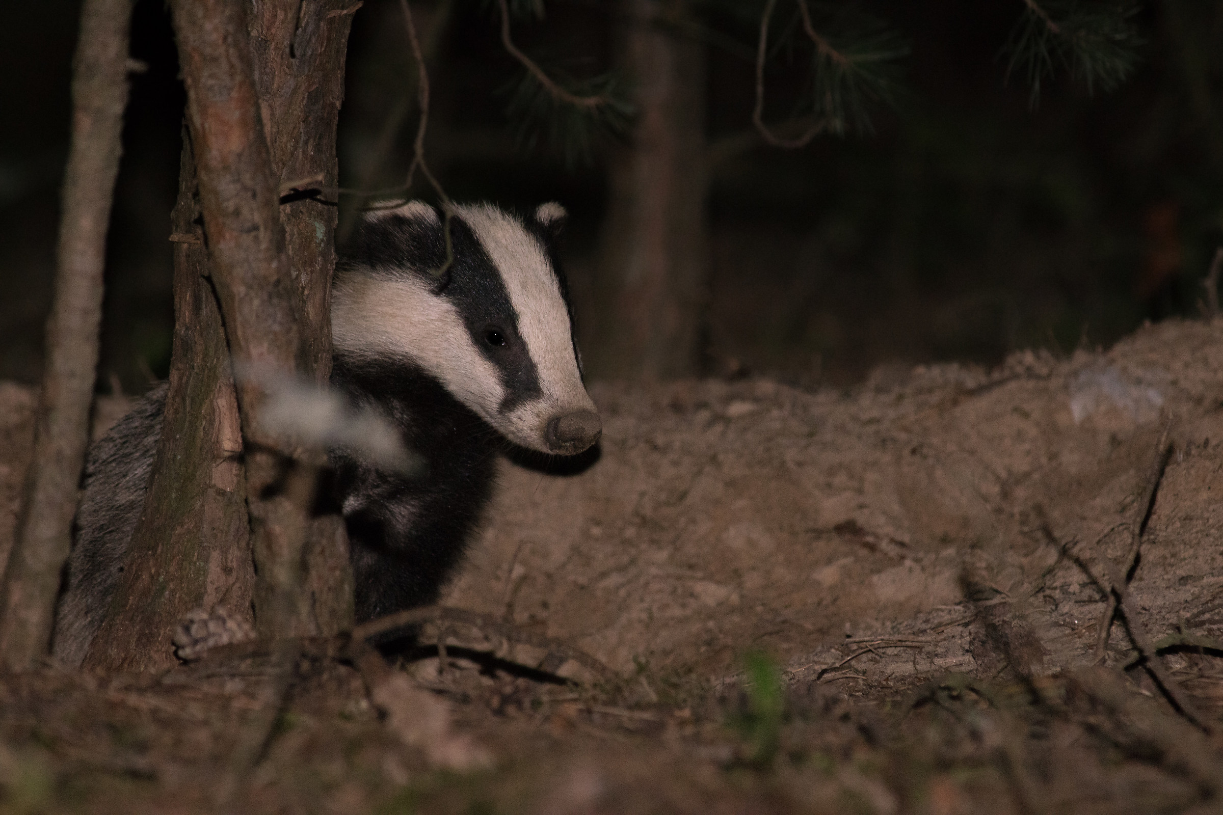 Badger europeo (Meles meles)