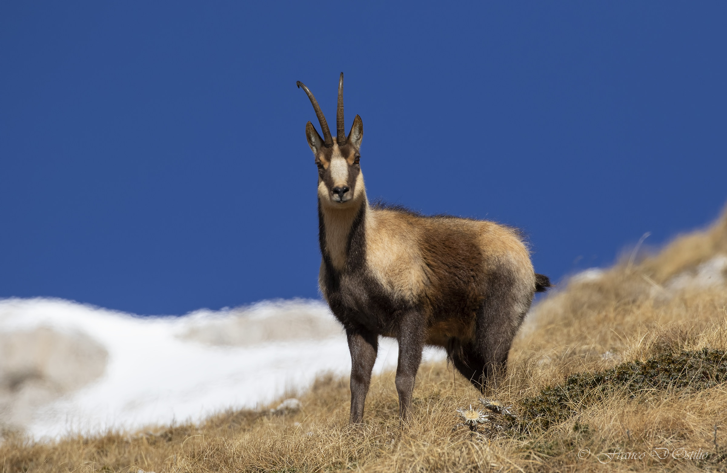 Rupicapra pyrenaica ornata