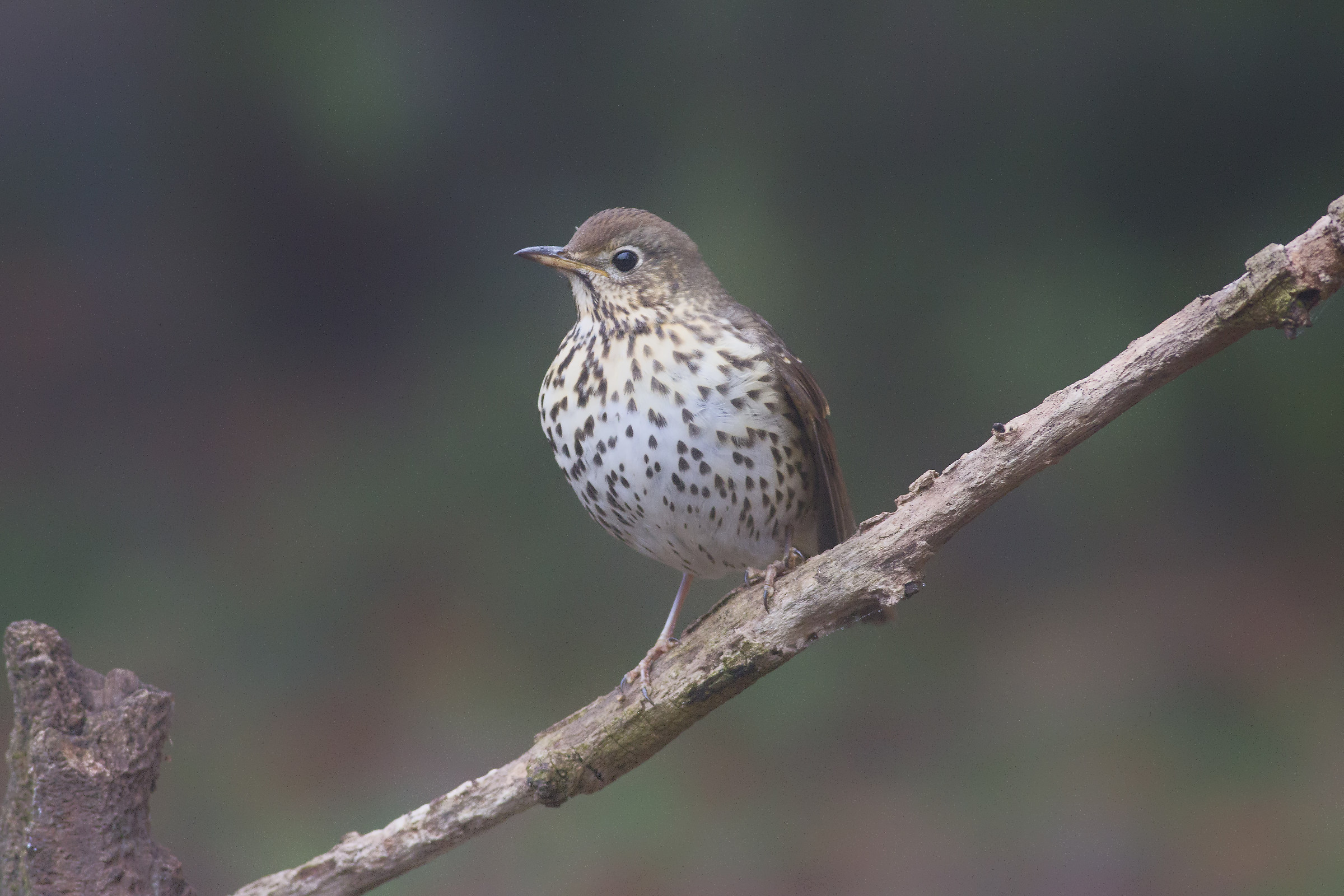 Song Thrush