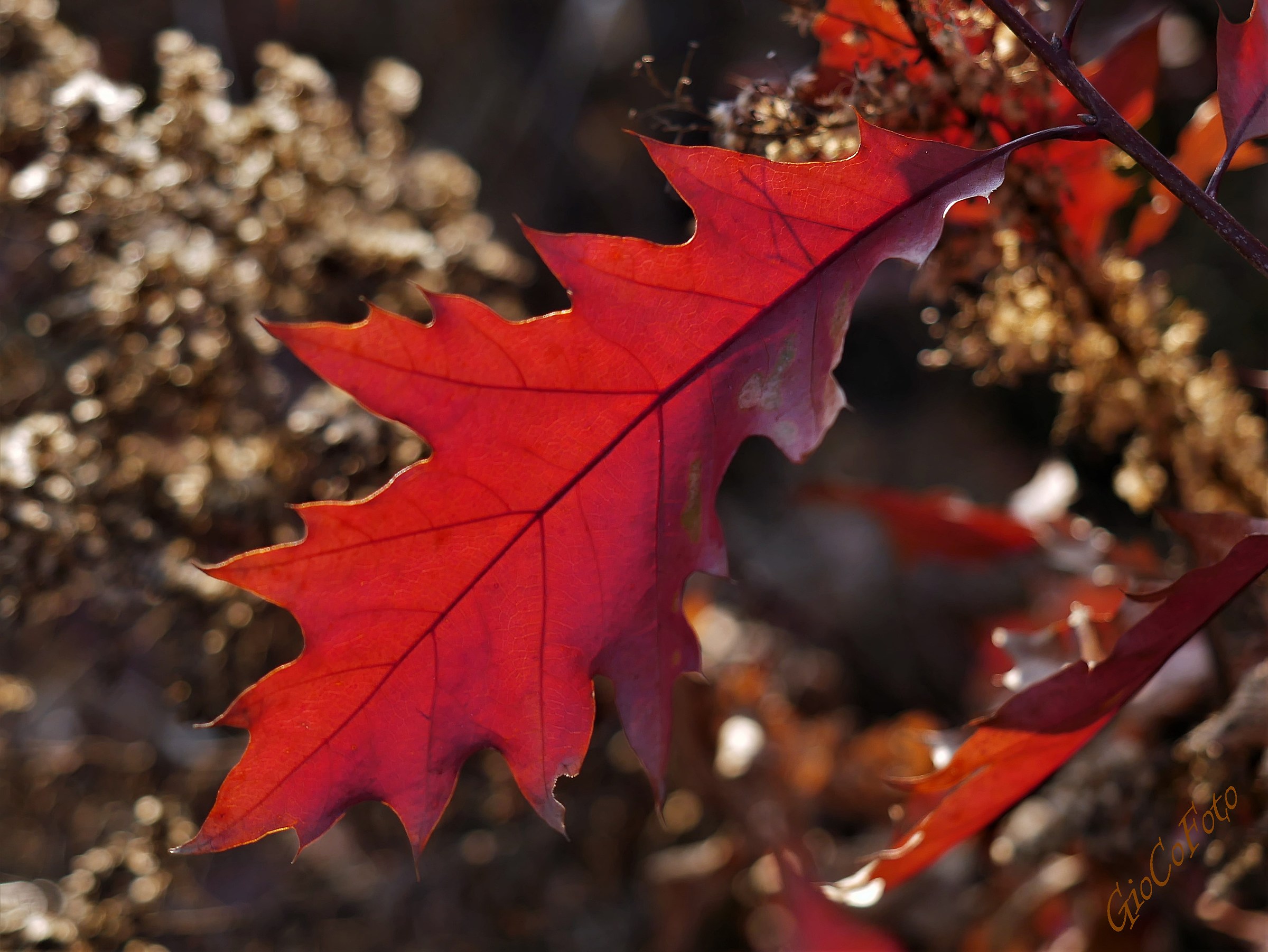 Forest Inv (f) ernale