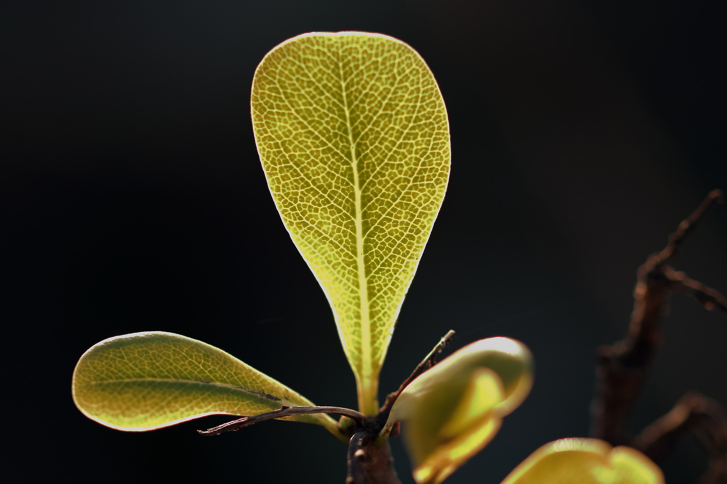 pittosporo ai raggi x