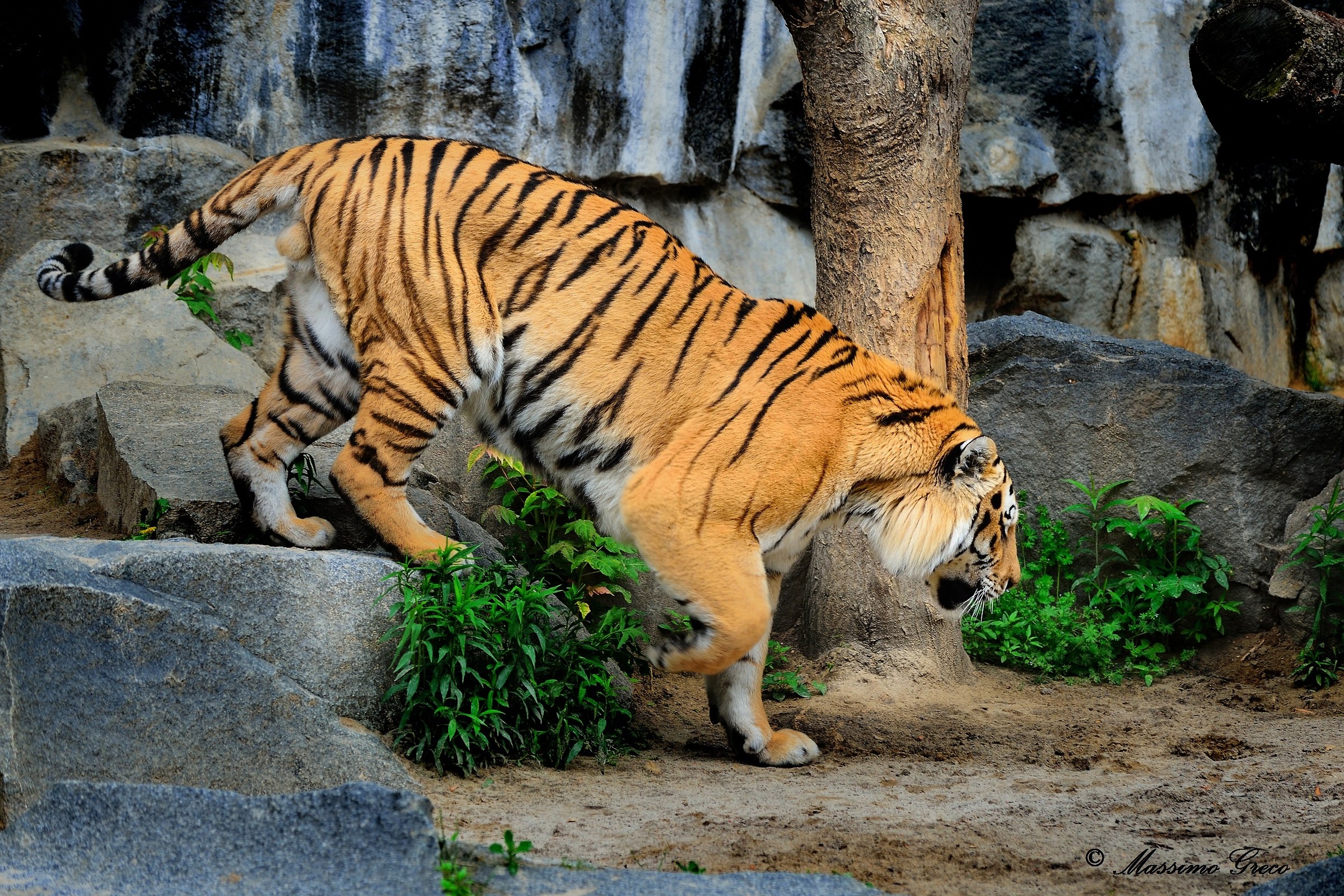 Maschio di Tigre siberiana (Panthera tigris altaica)