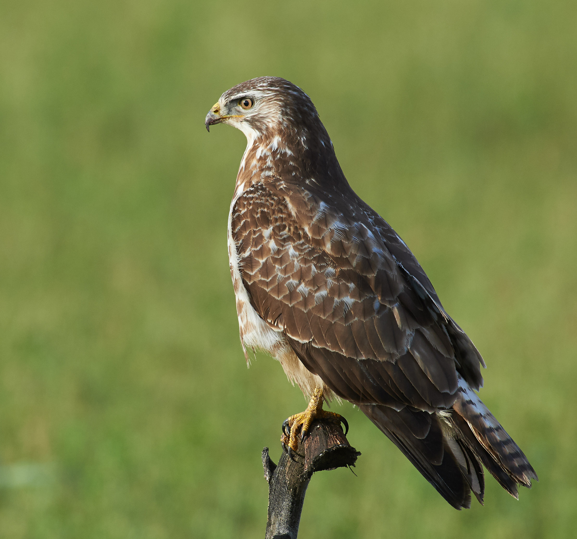 European (common) Buzzard