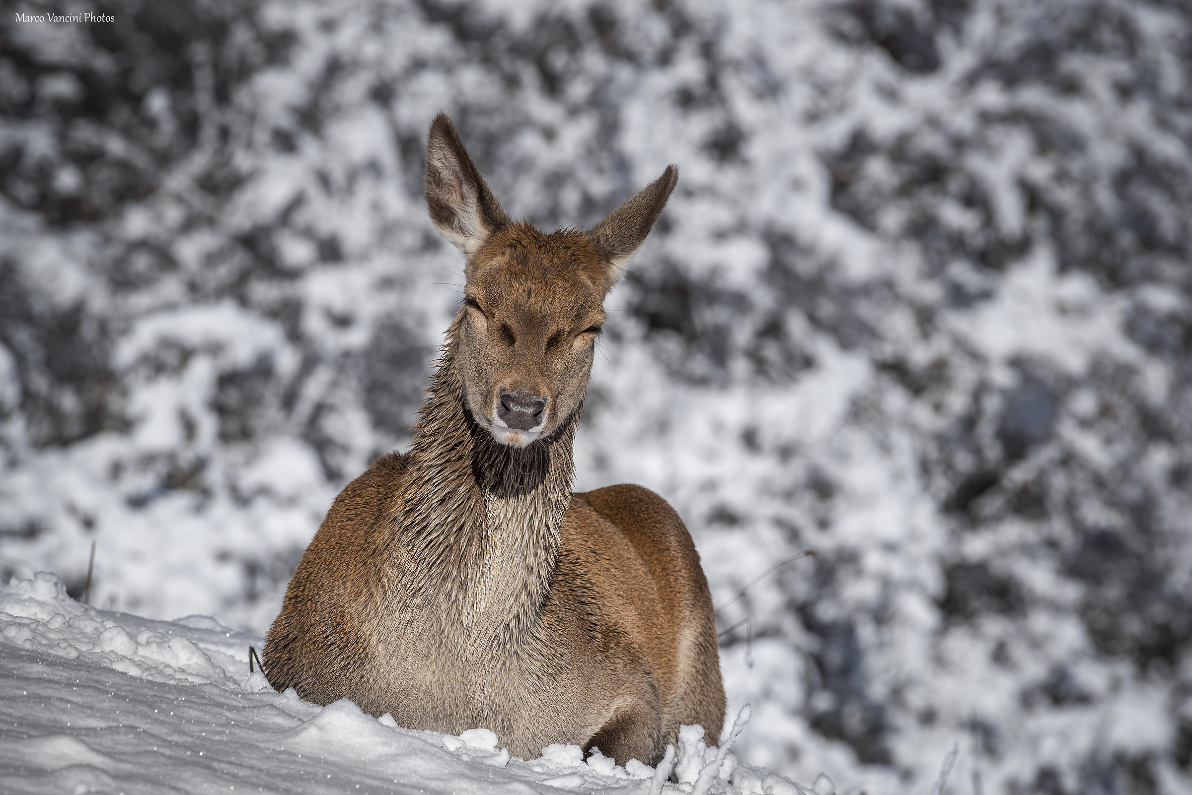 il riposo sulla neve