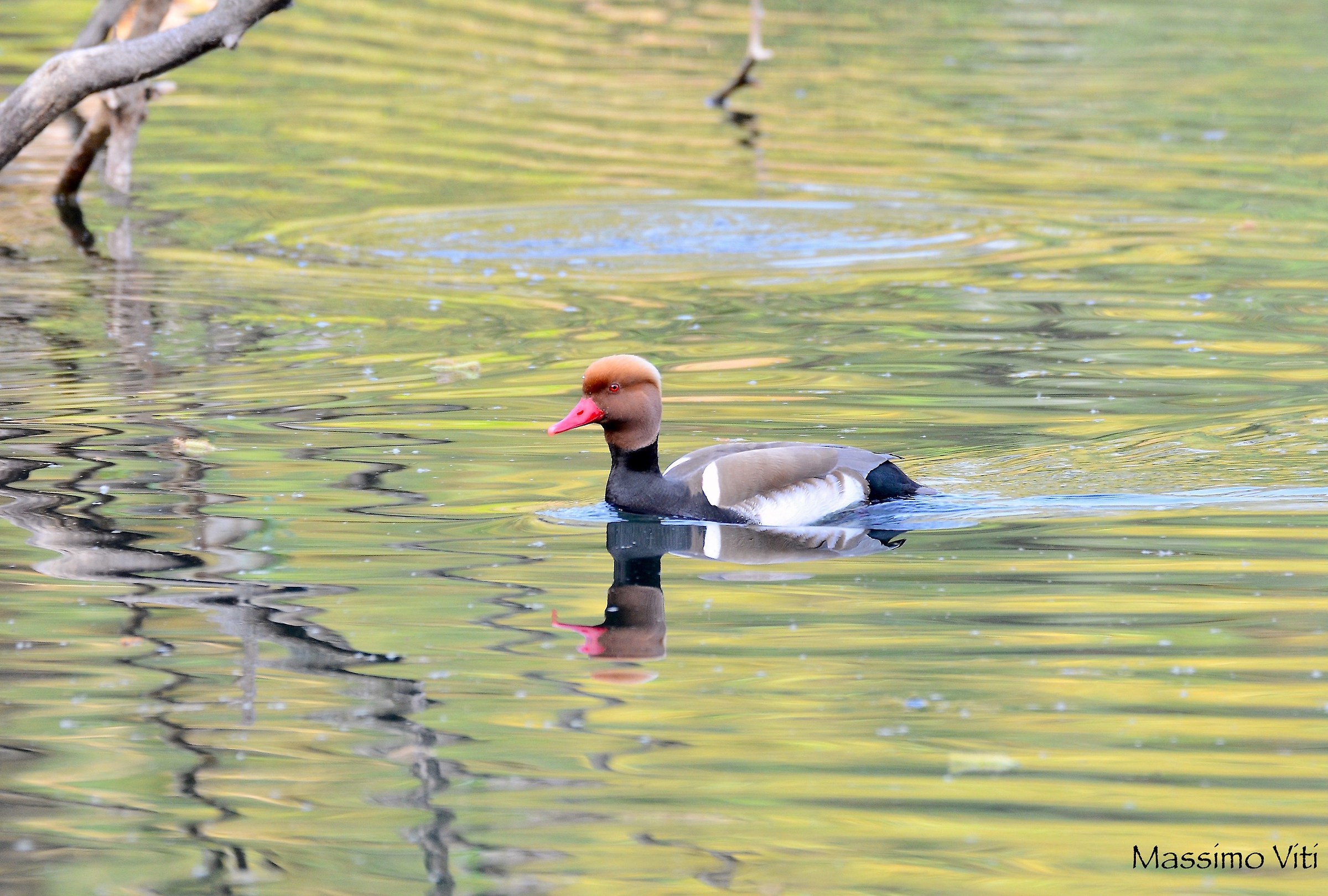 Fistione turco ( Netta rufina )