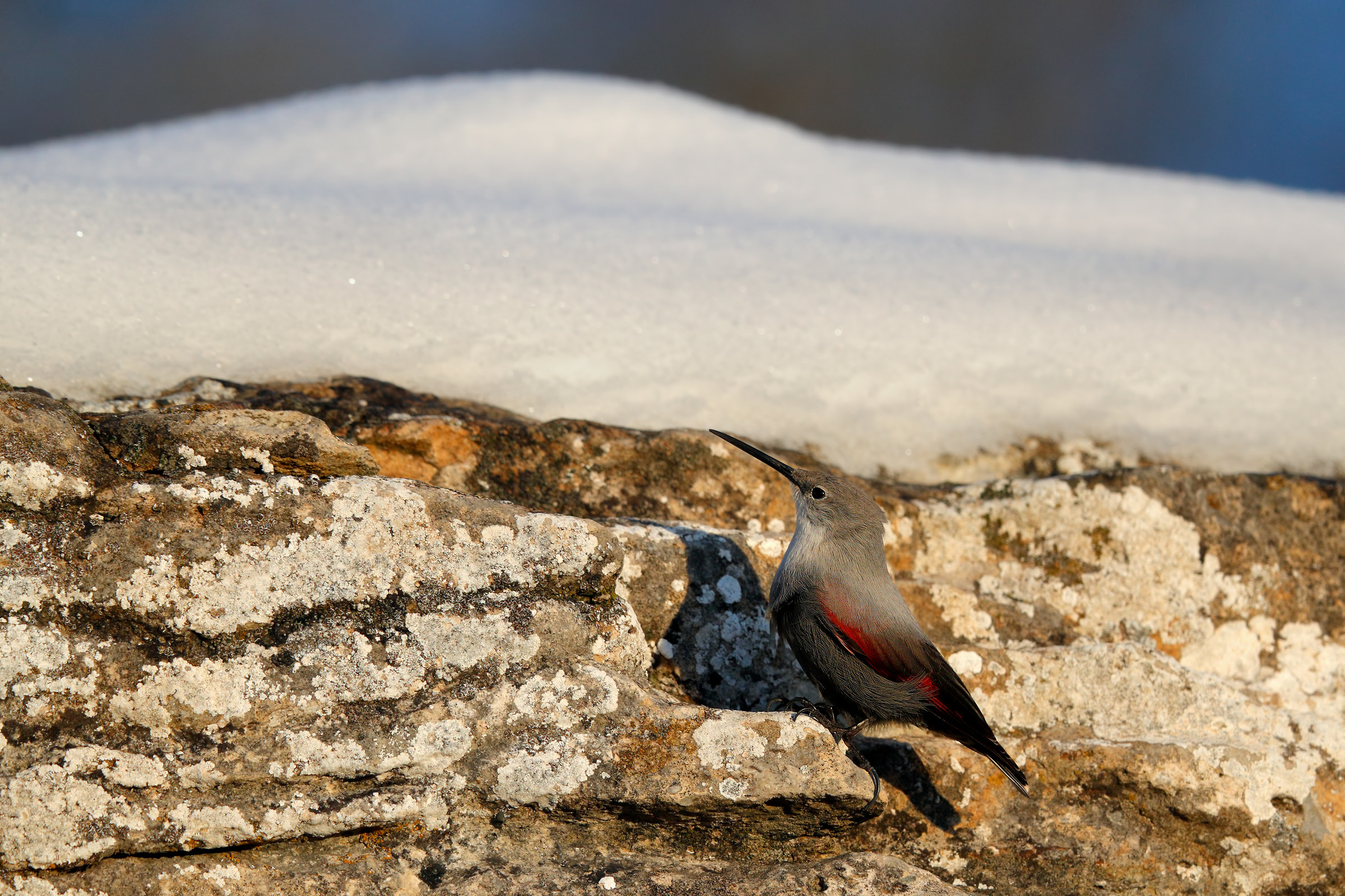 Sì, è venuta la neve