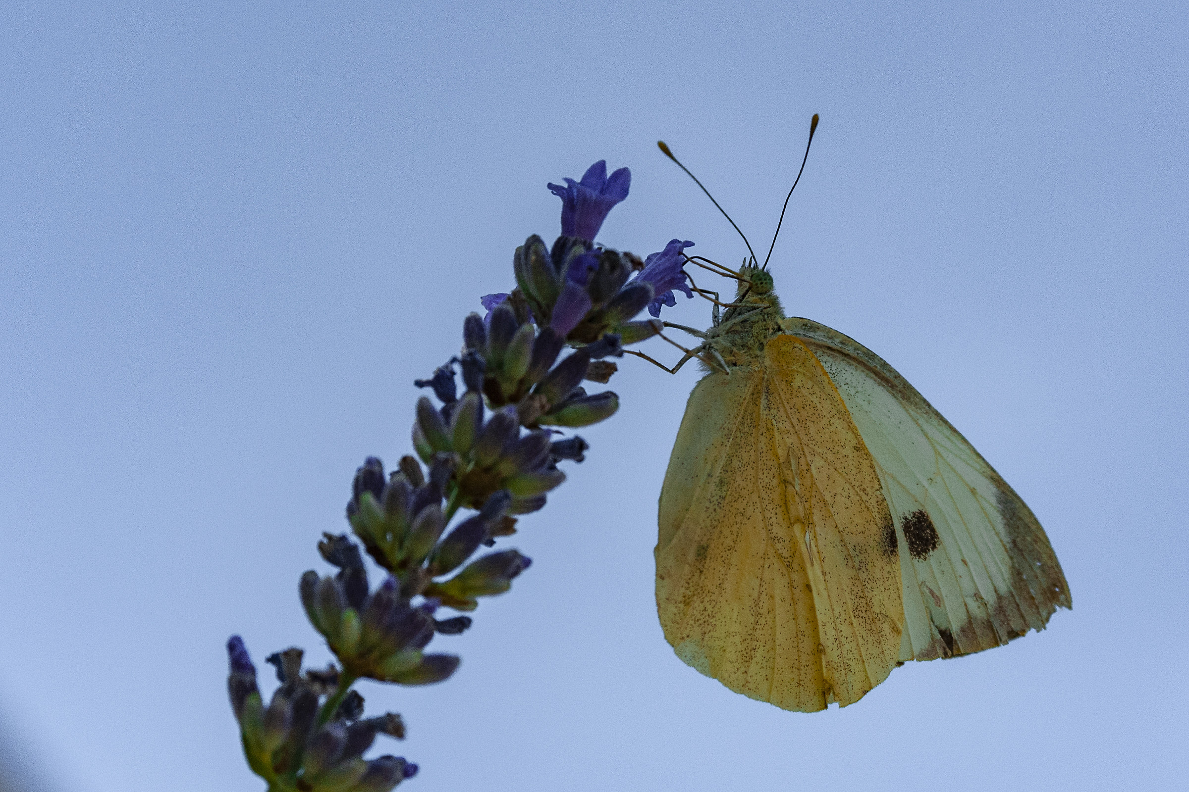 crop farfalla sulla lavanda