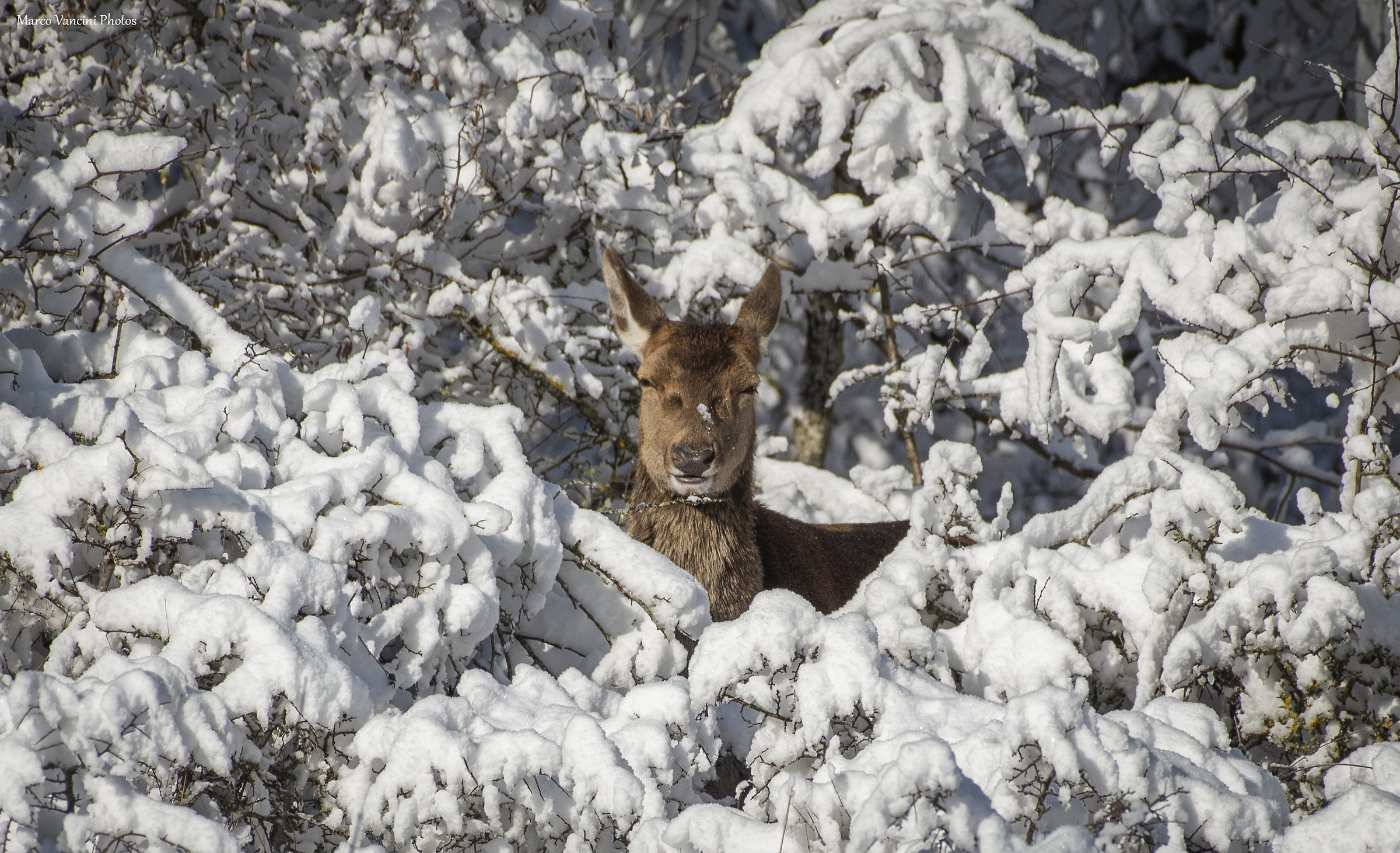 Tra i cespugli innevati...