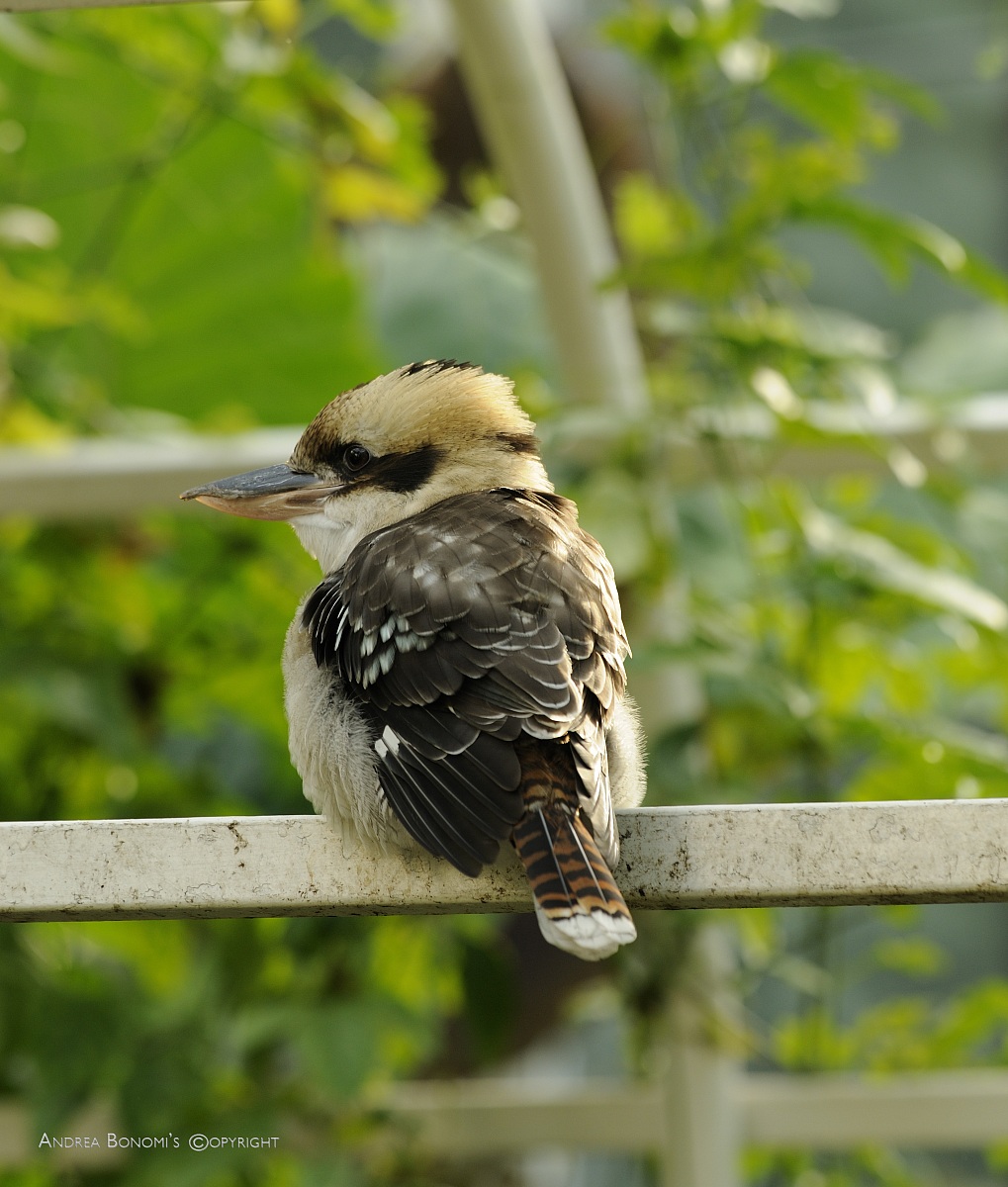 Australian Kingfisher
