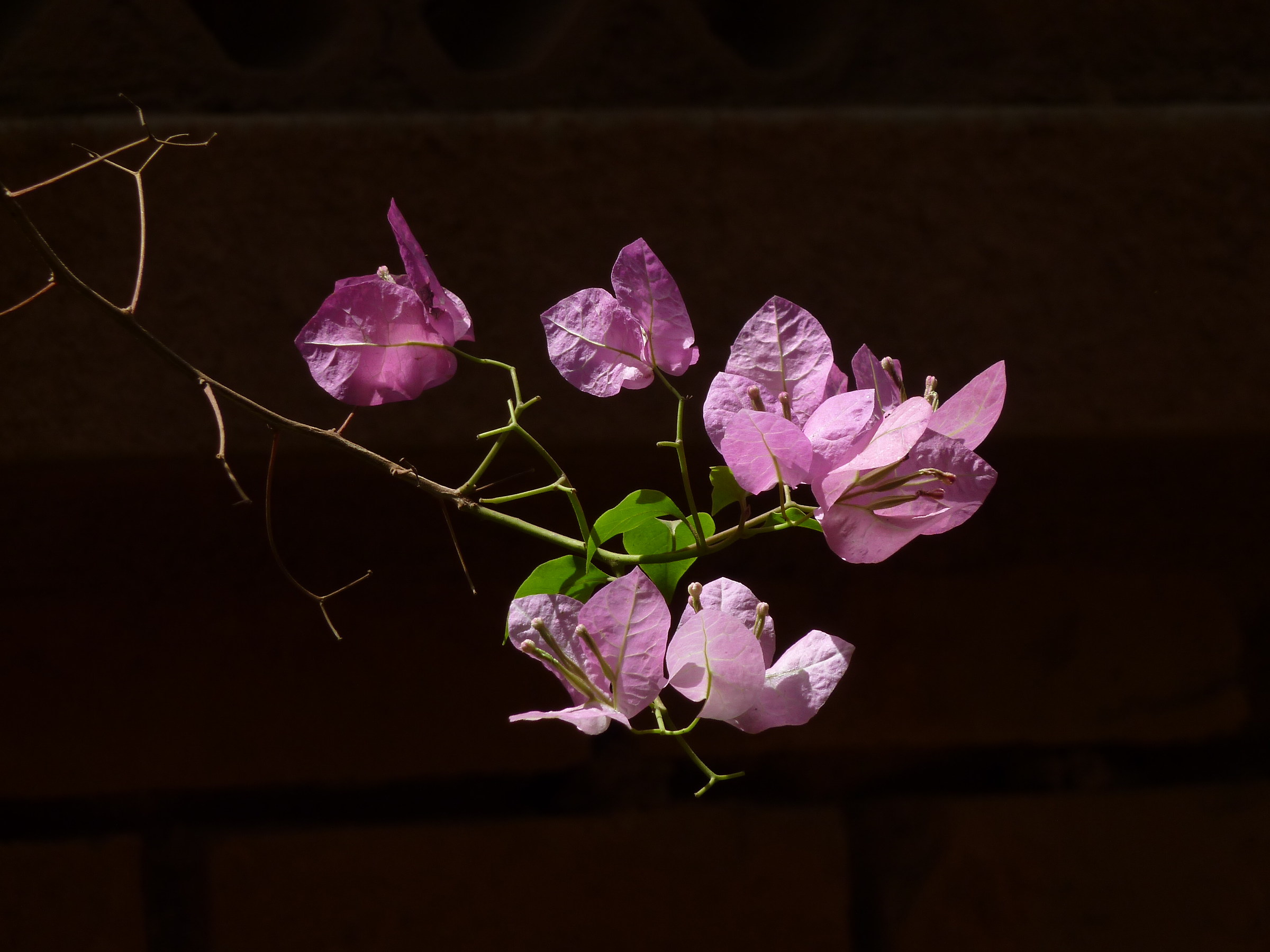 Bouganville a Ouagadougou