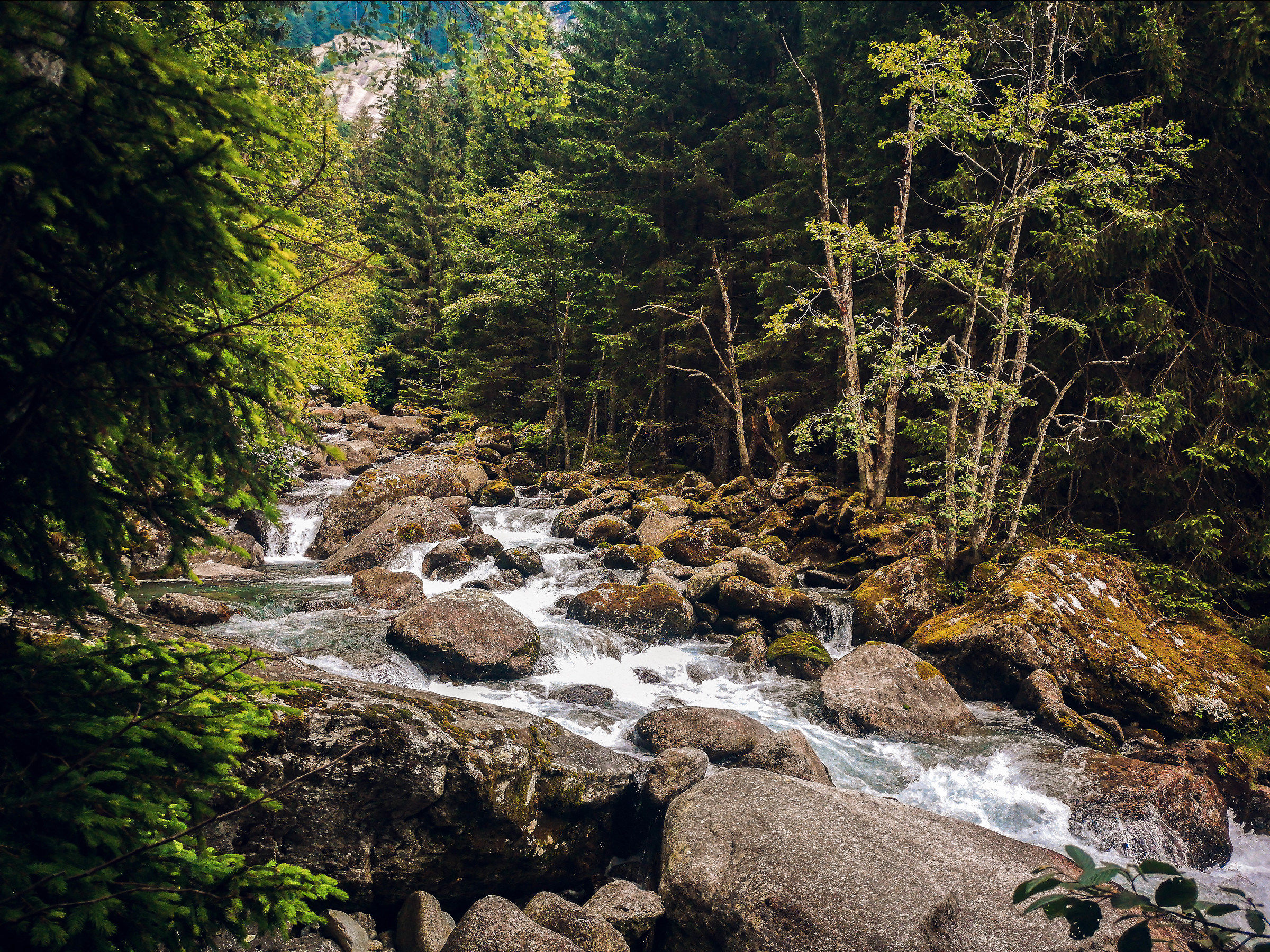 In the Hundred Acre Forest