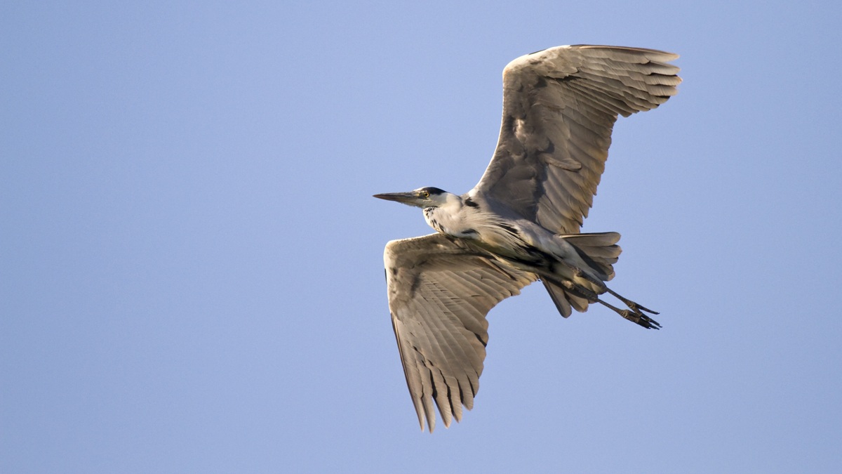 The Grey Heron in flight ..