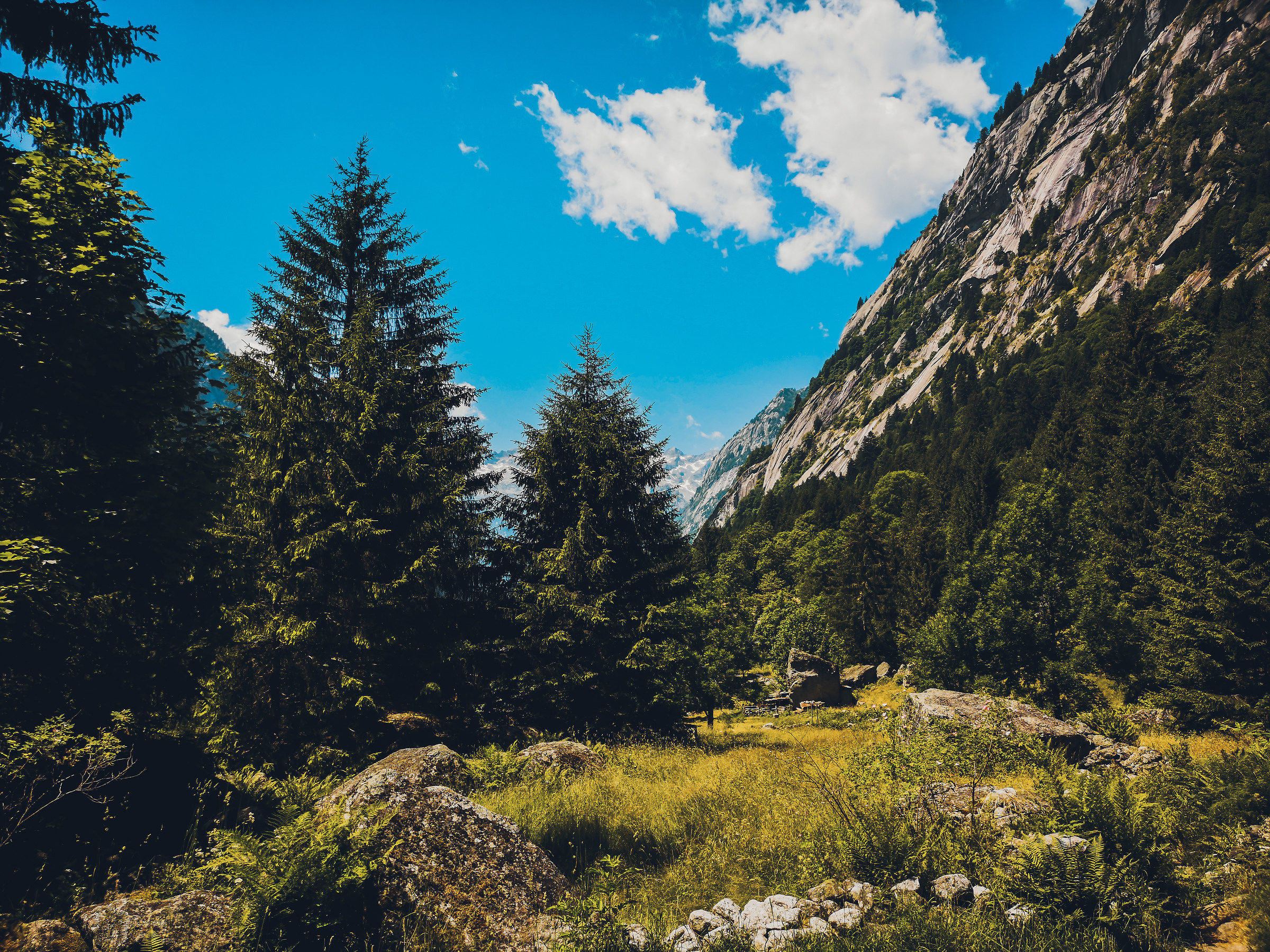 Between Pines and lichens
