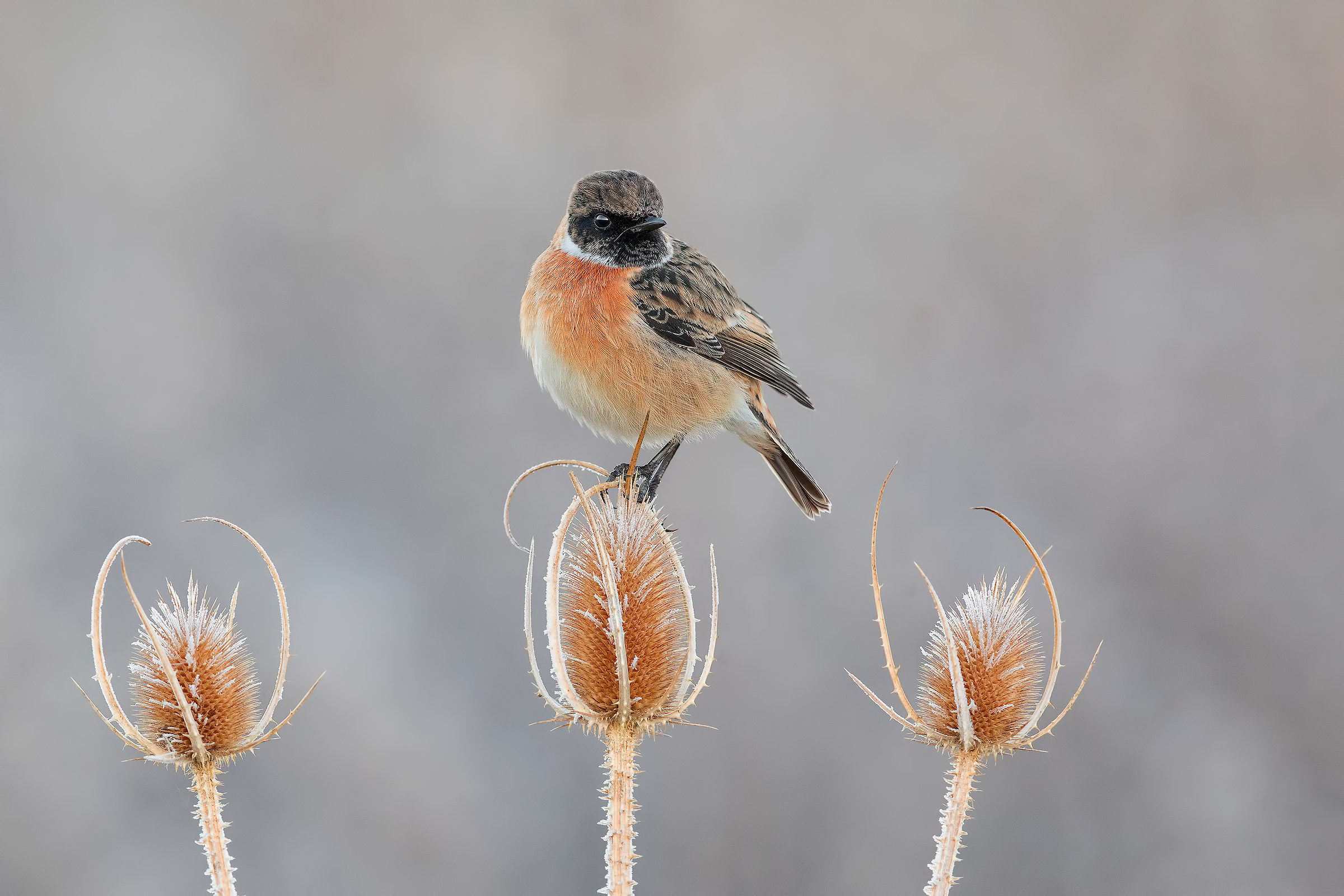 The step of the podium (Saltimpalo)