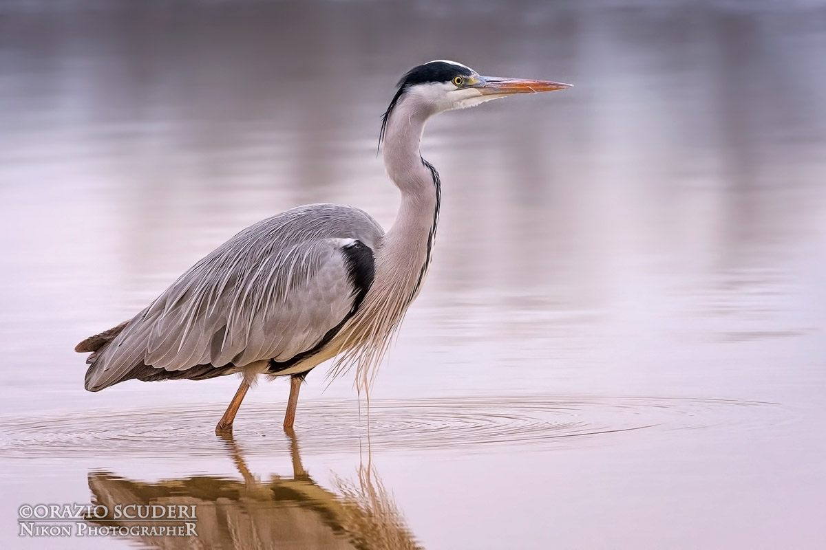 Ardea cinerea