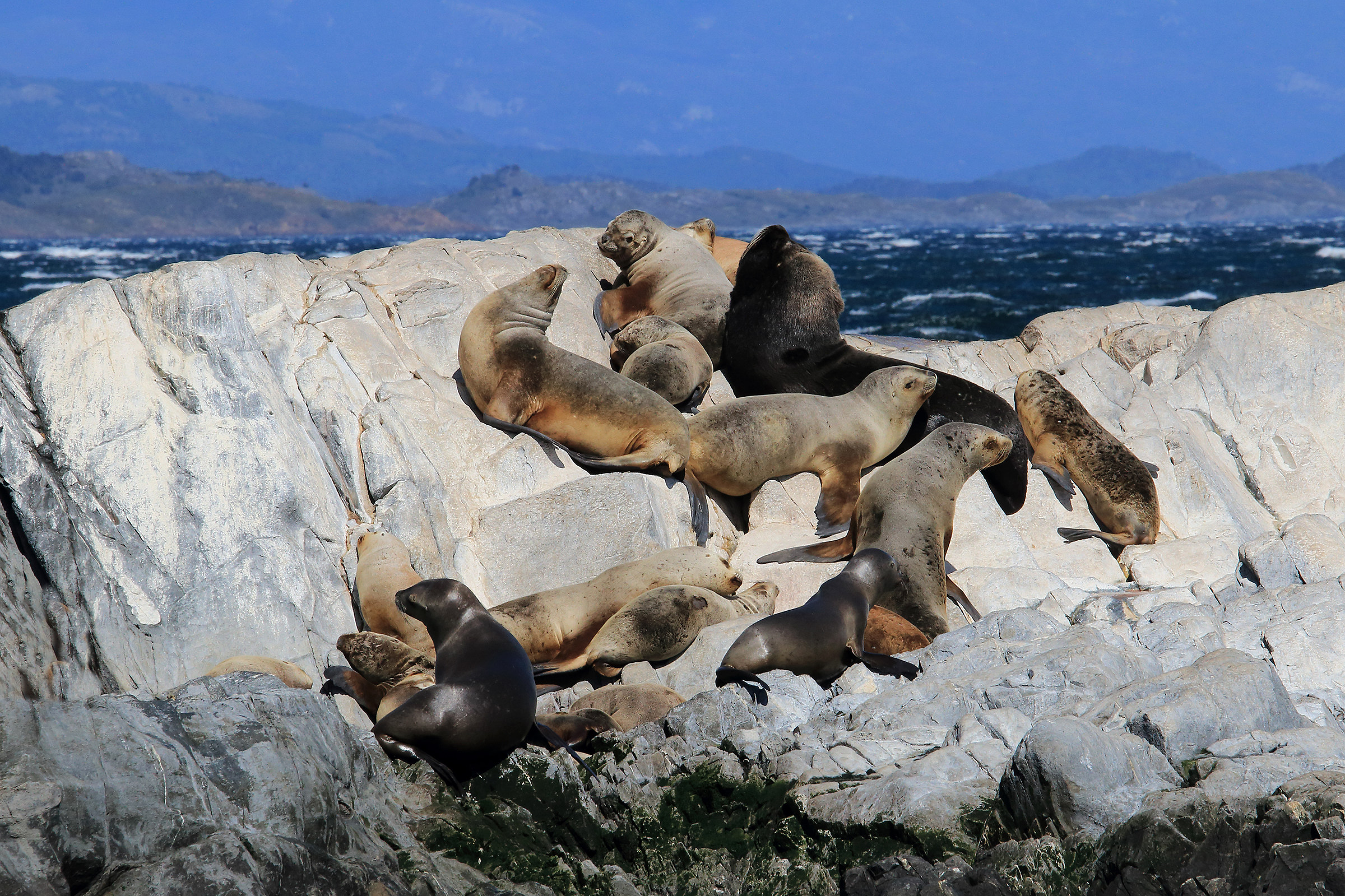 Sea lions in Beagle channel