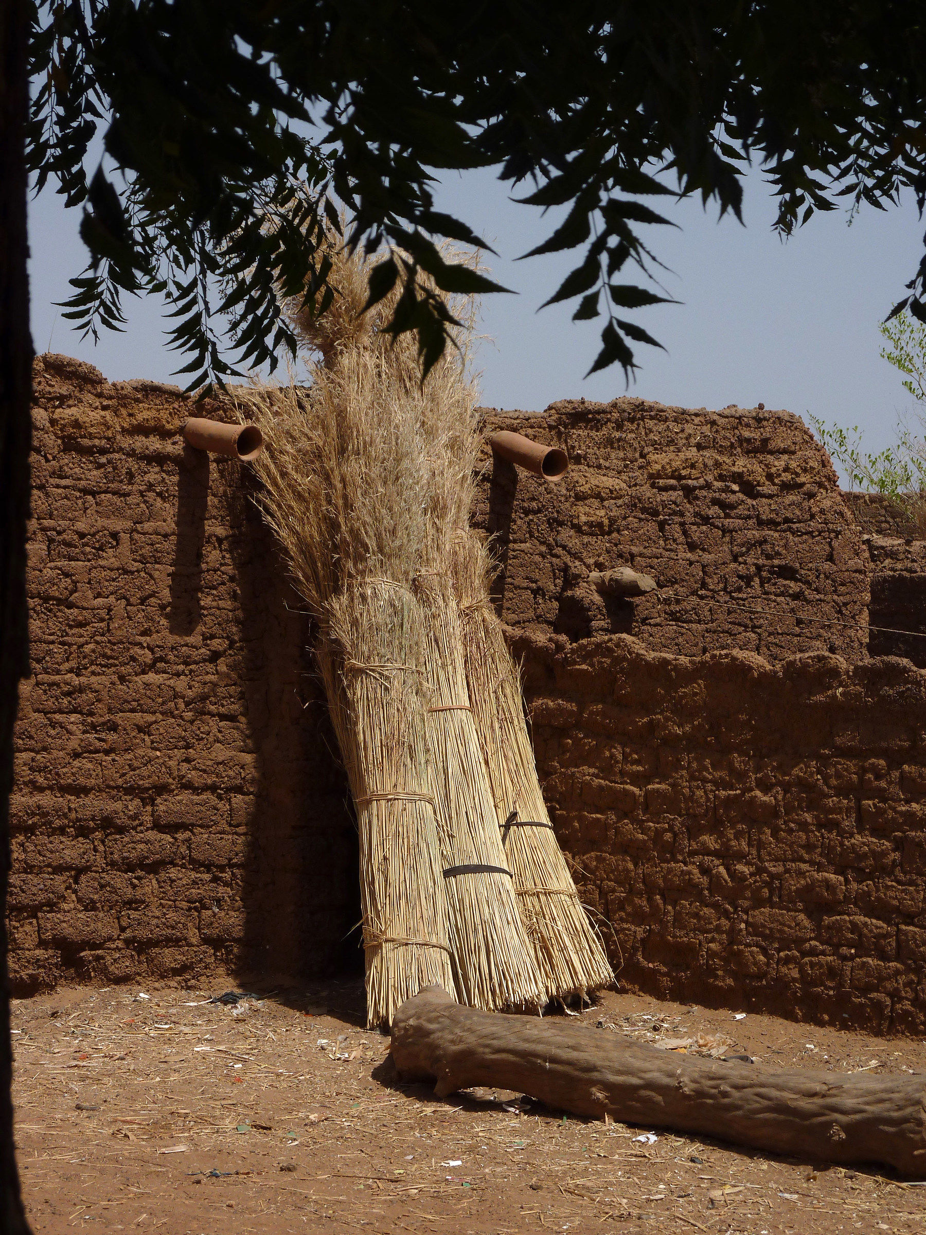 Mile. The source of life in the Sahel