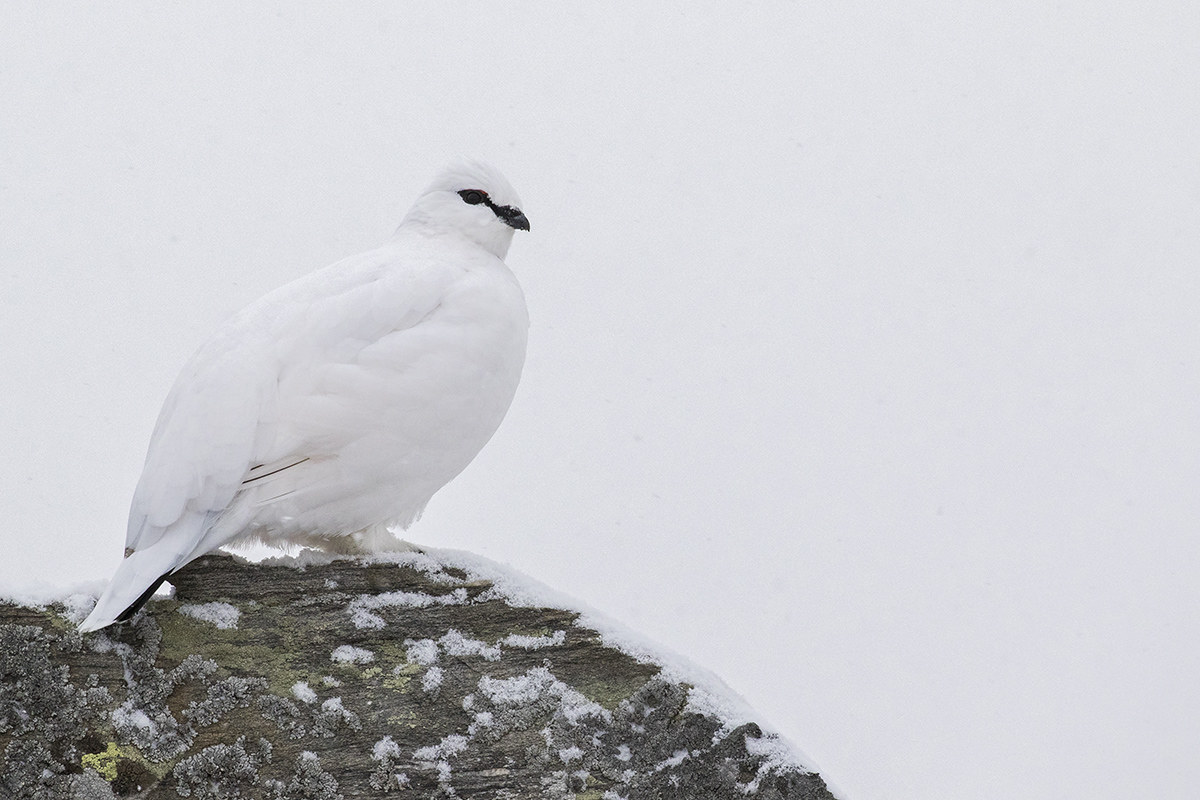 White Partridge