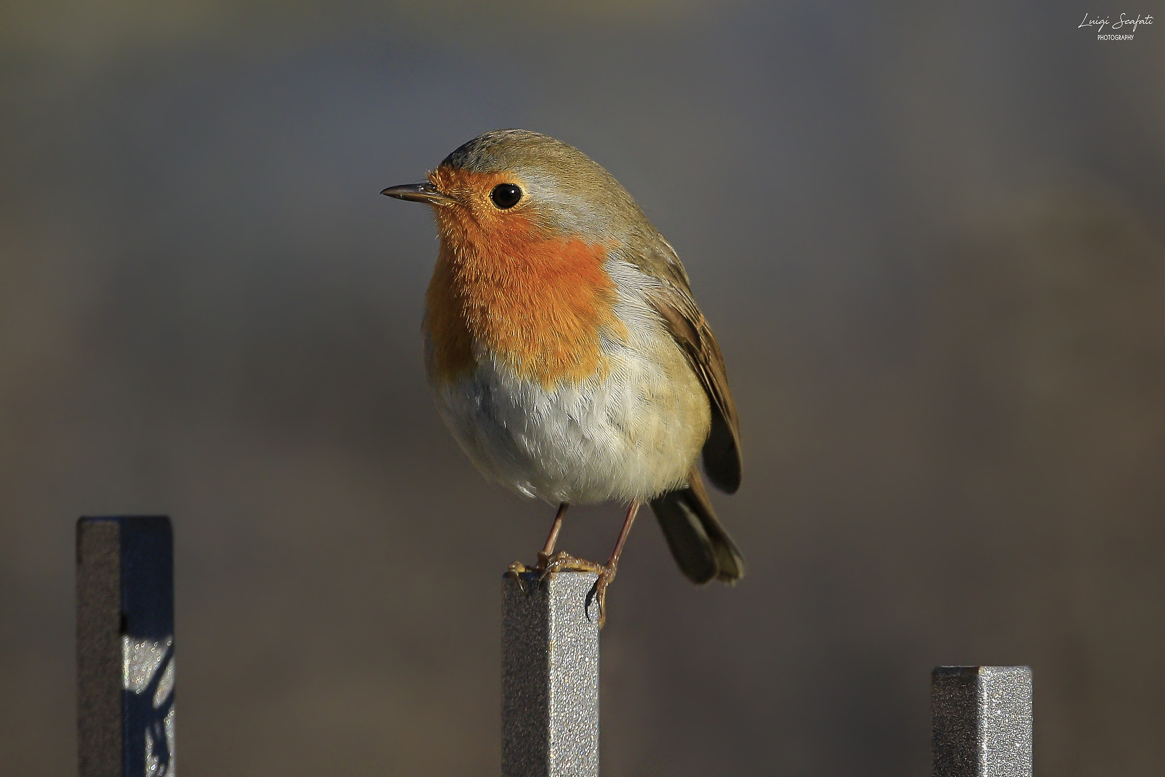 Robin