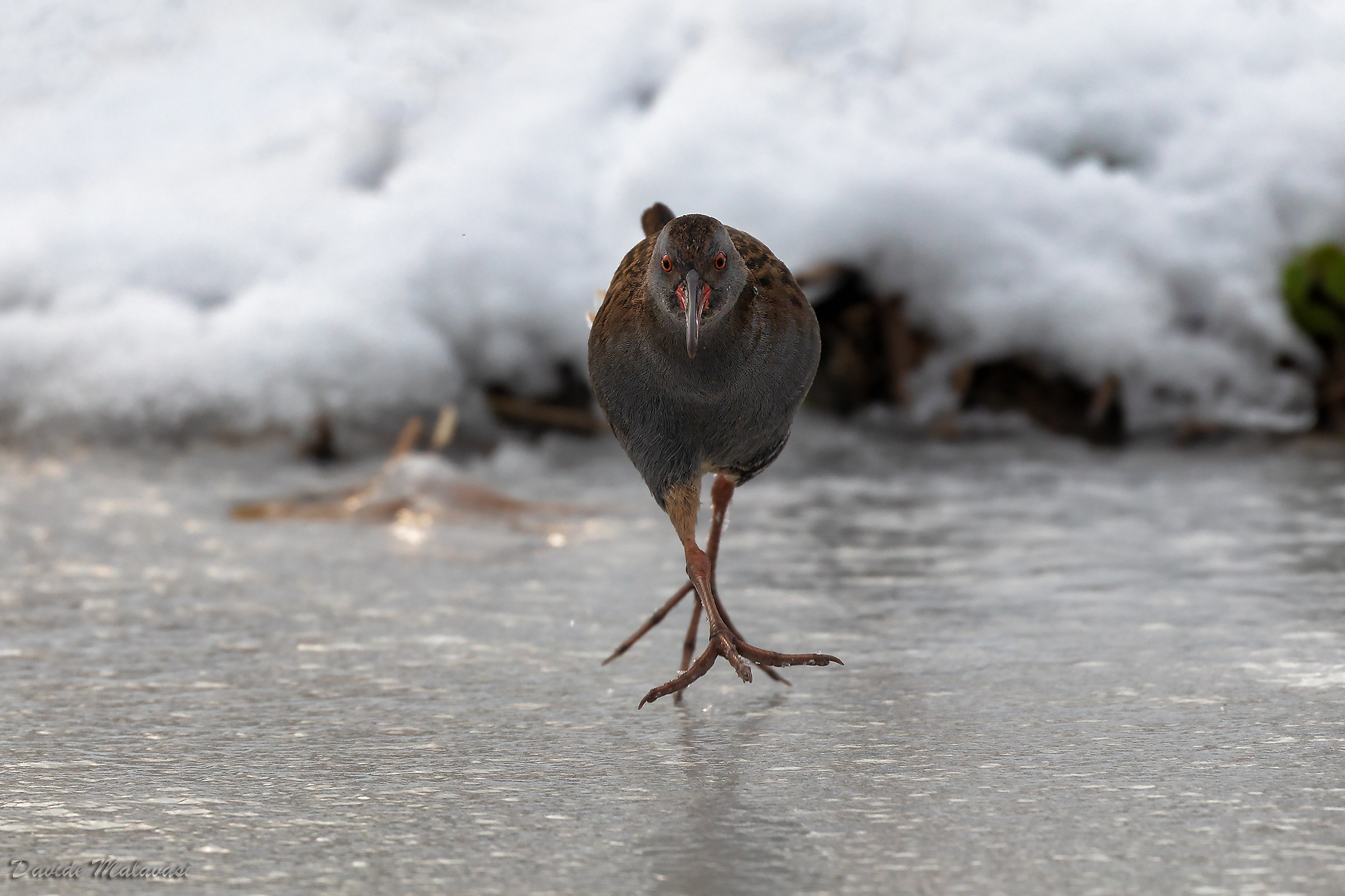 Water Rail