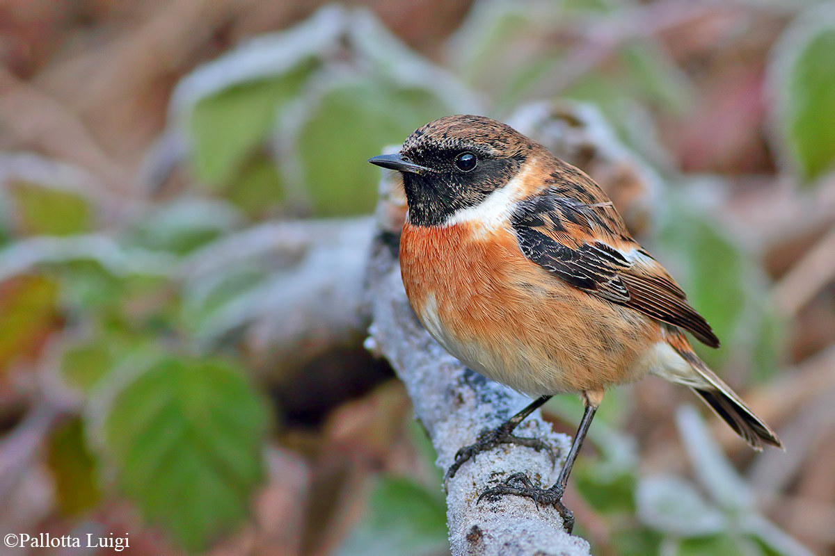 Saltimpalo (Saxicola torquata)