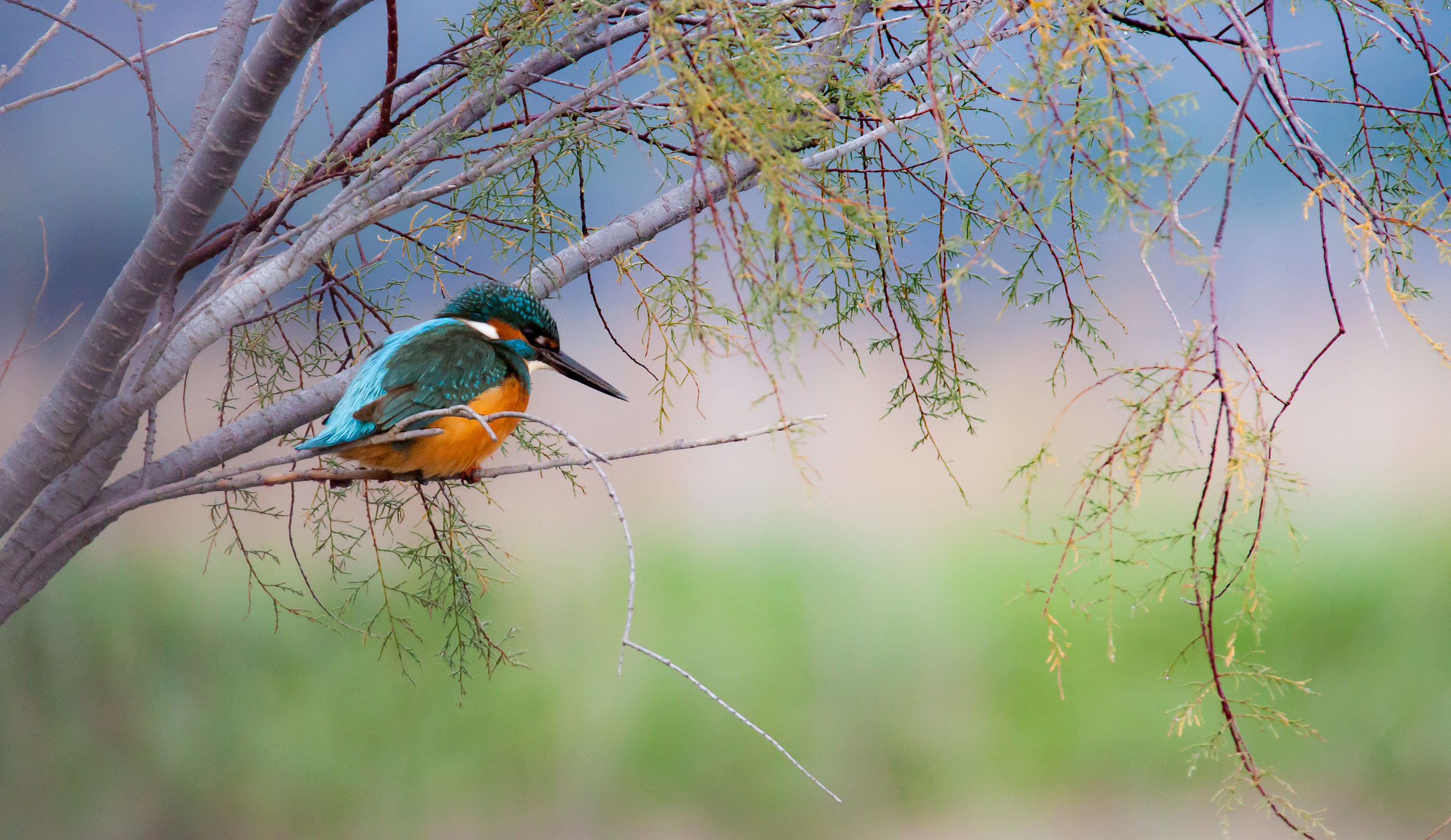 Martino imboscato...