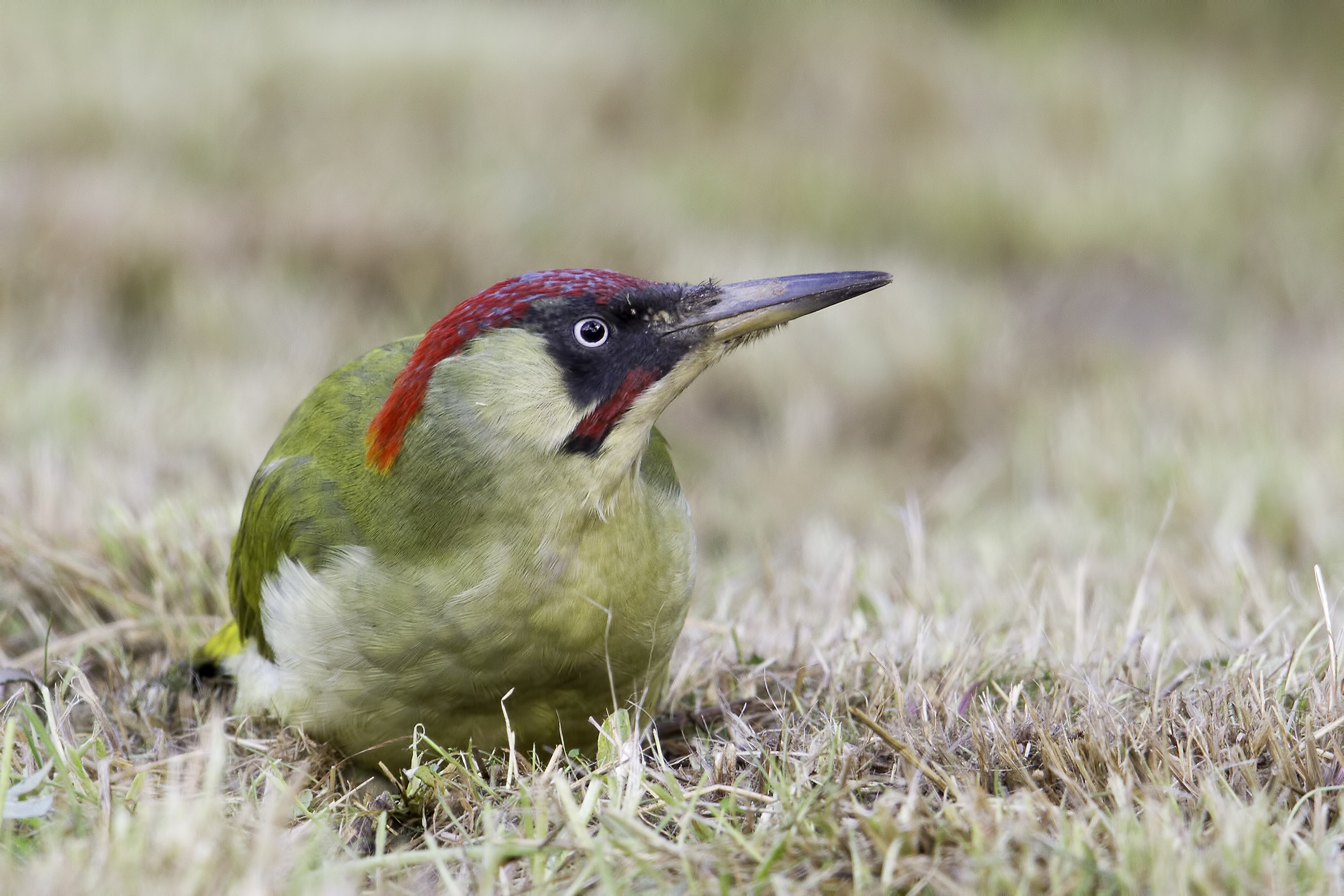 Picus viridis