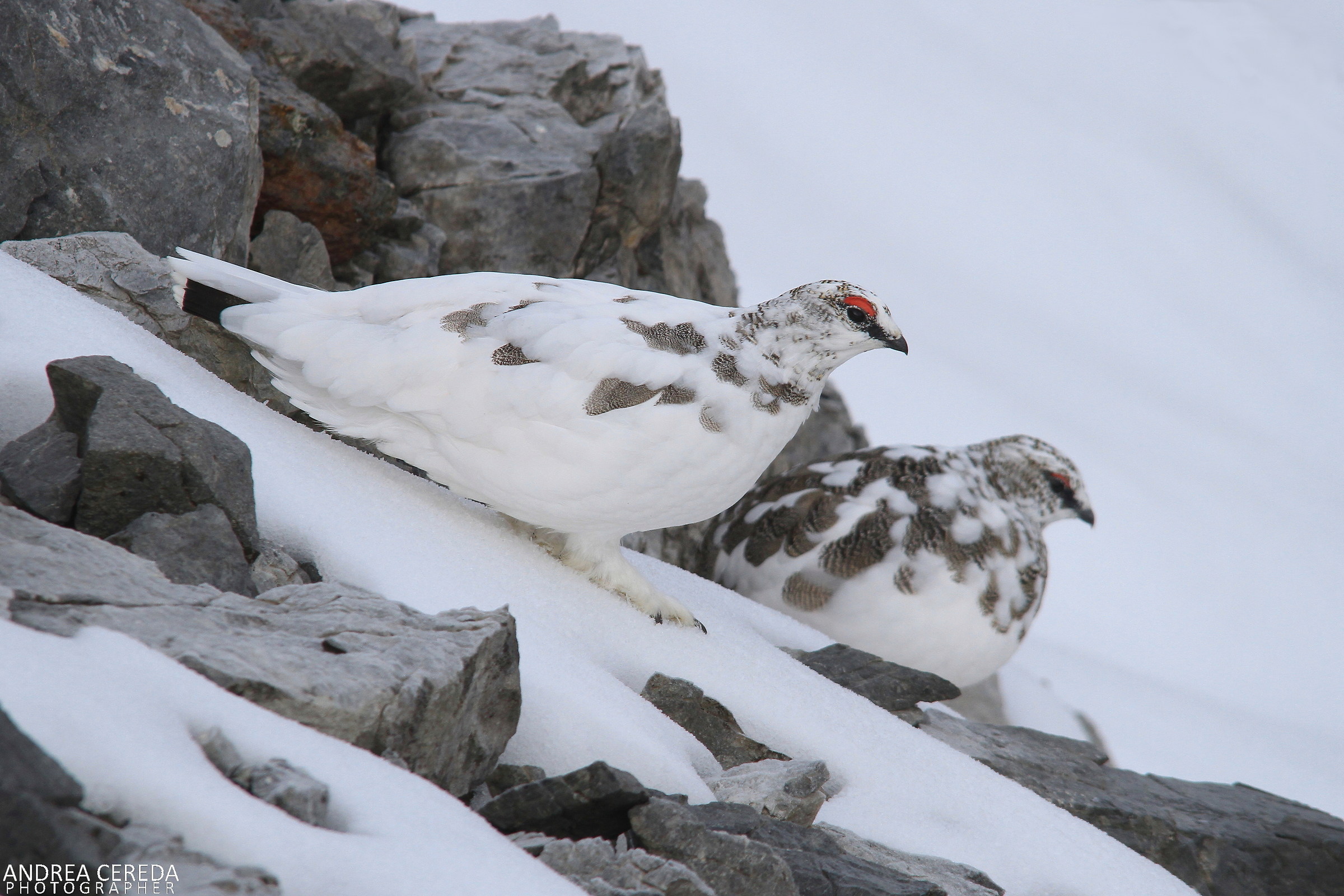 Lag lagopus ssp Helvetica-White Partridge