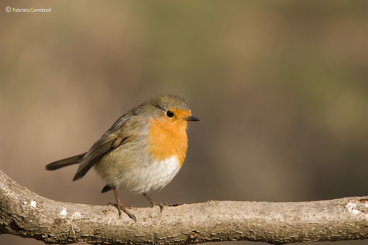 Pettirosso - Erithacus rubecula