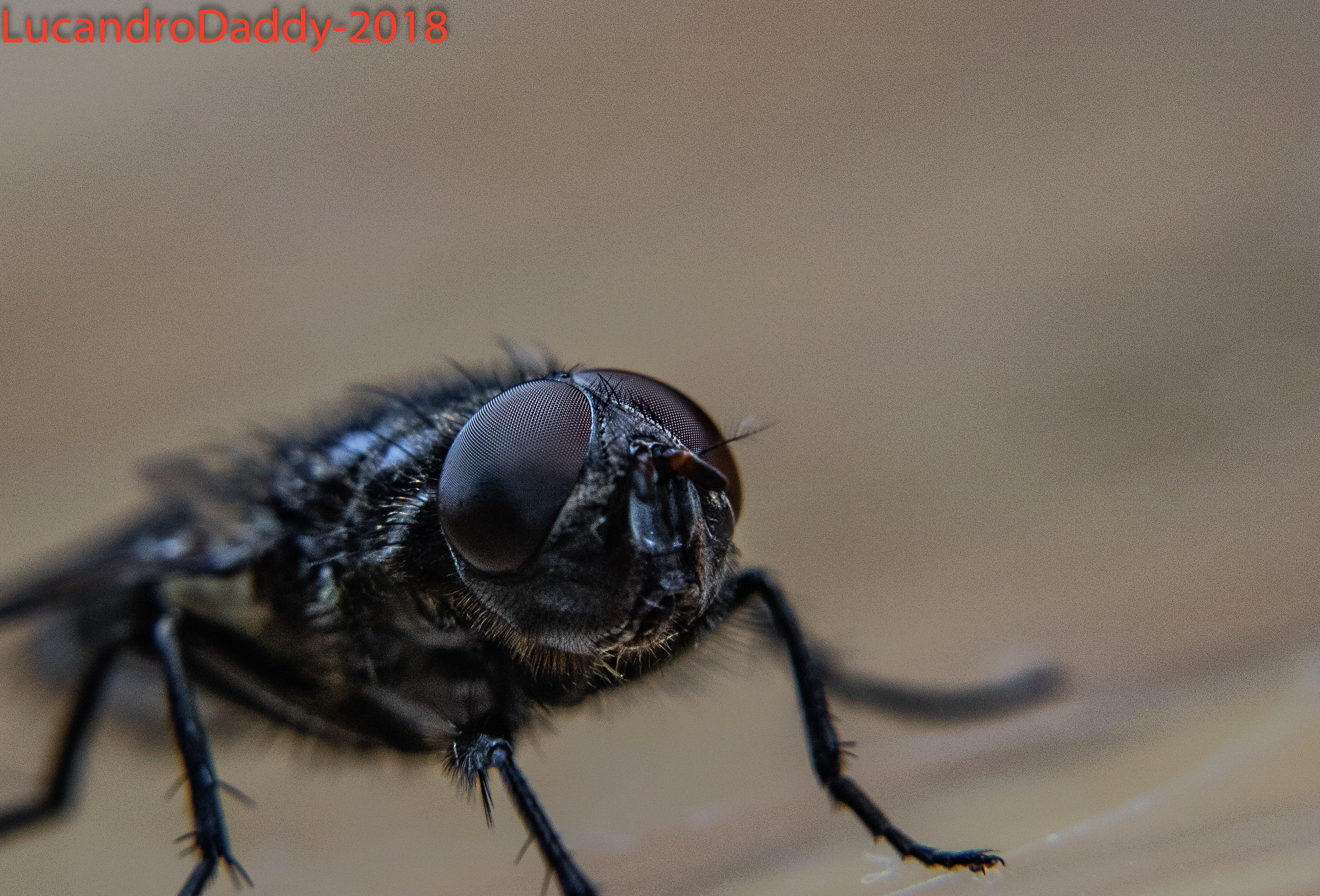 The hidden world of insects