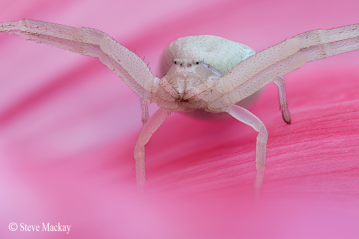 Crab Spider