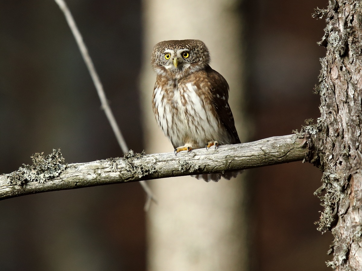 Pygmy Owl