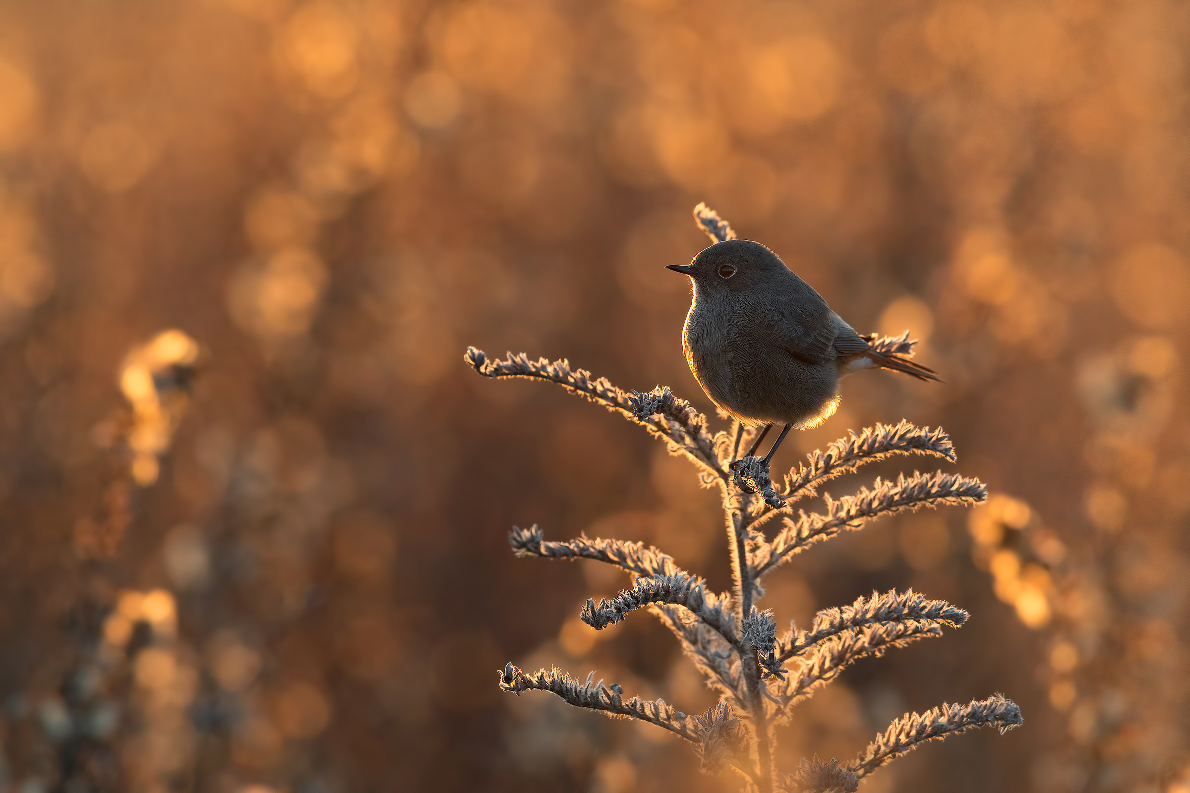 Perle d'oro......nell'immensità....(codirosso...