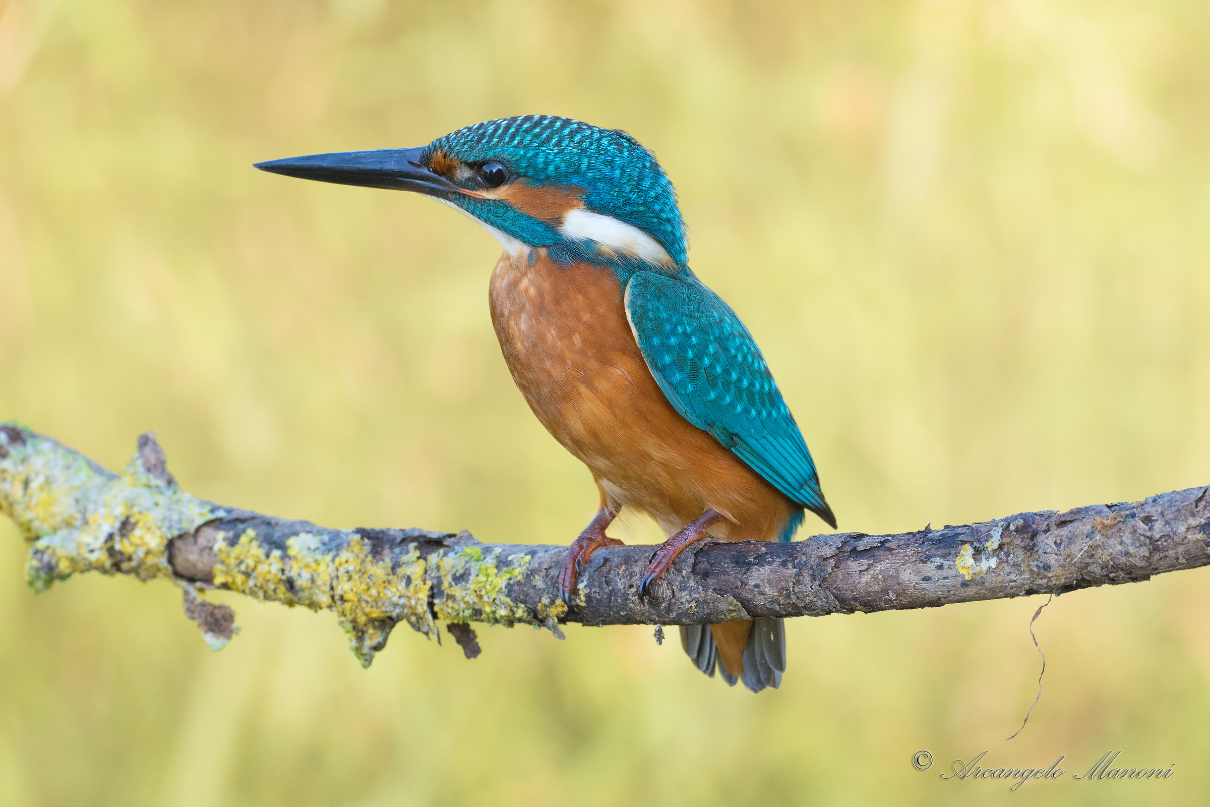 Il mio amico martino