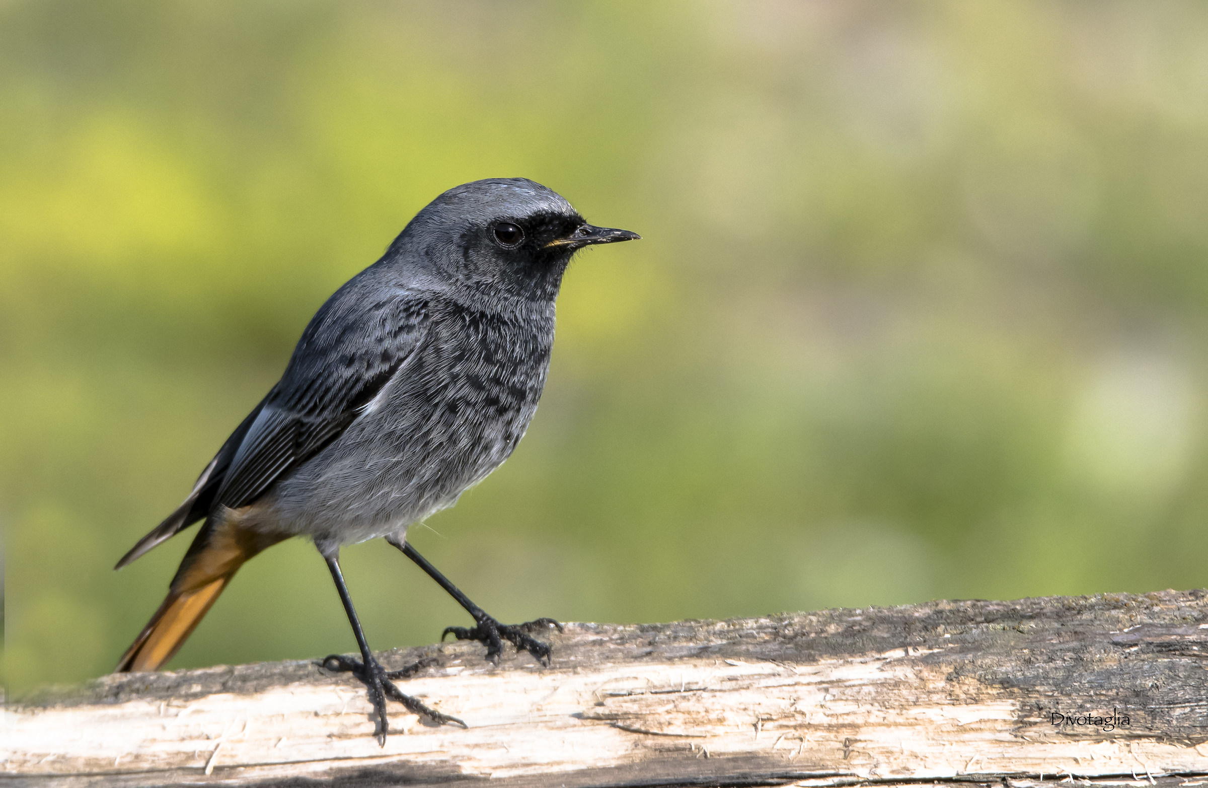 Red-chimney sweep M.
