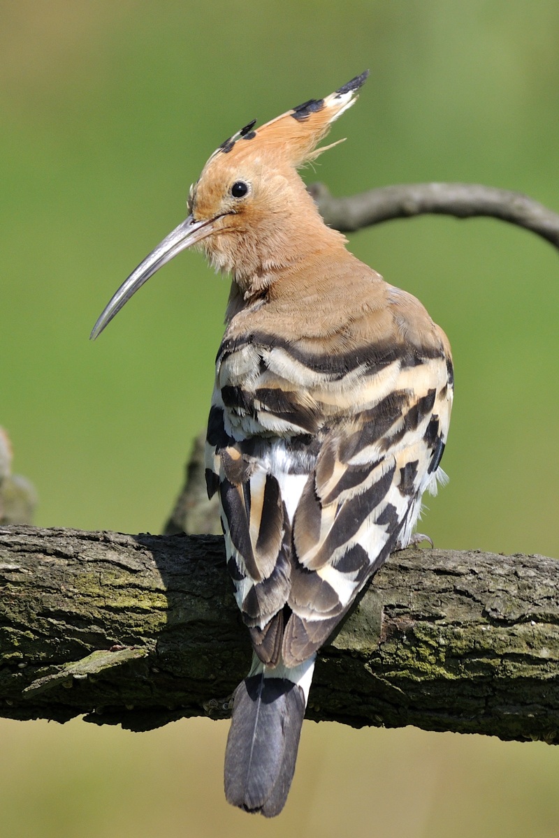 hoopoe