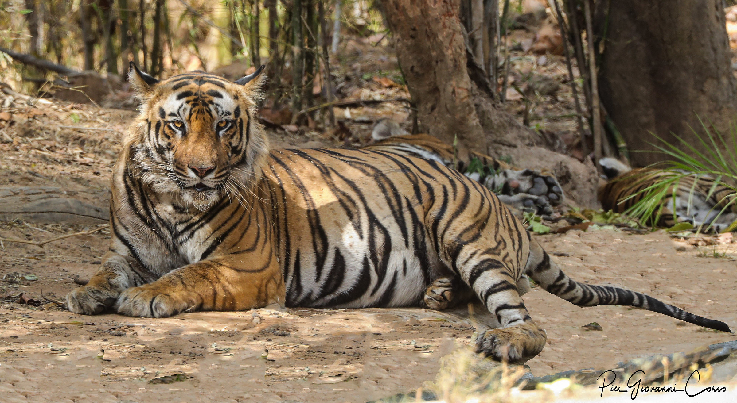 Bandhavgarh-zone 2