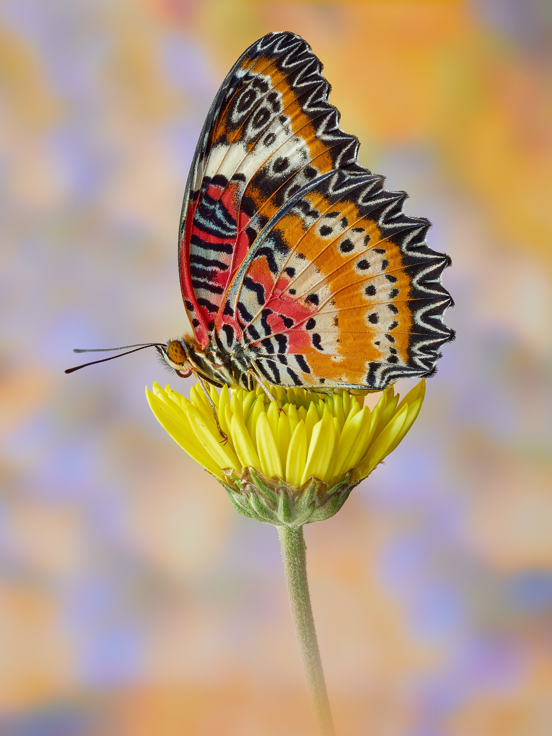 Cethosia Cyane (Drury, 1773)