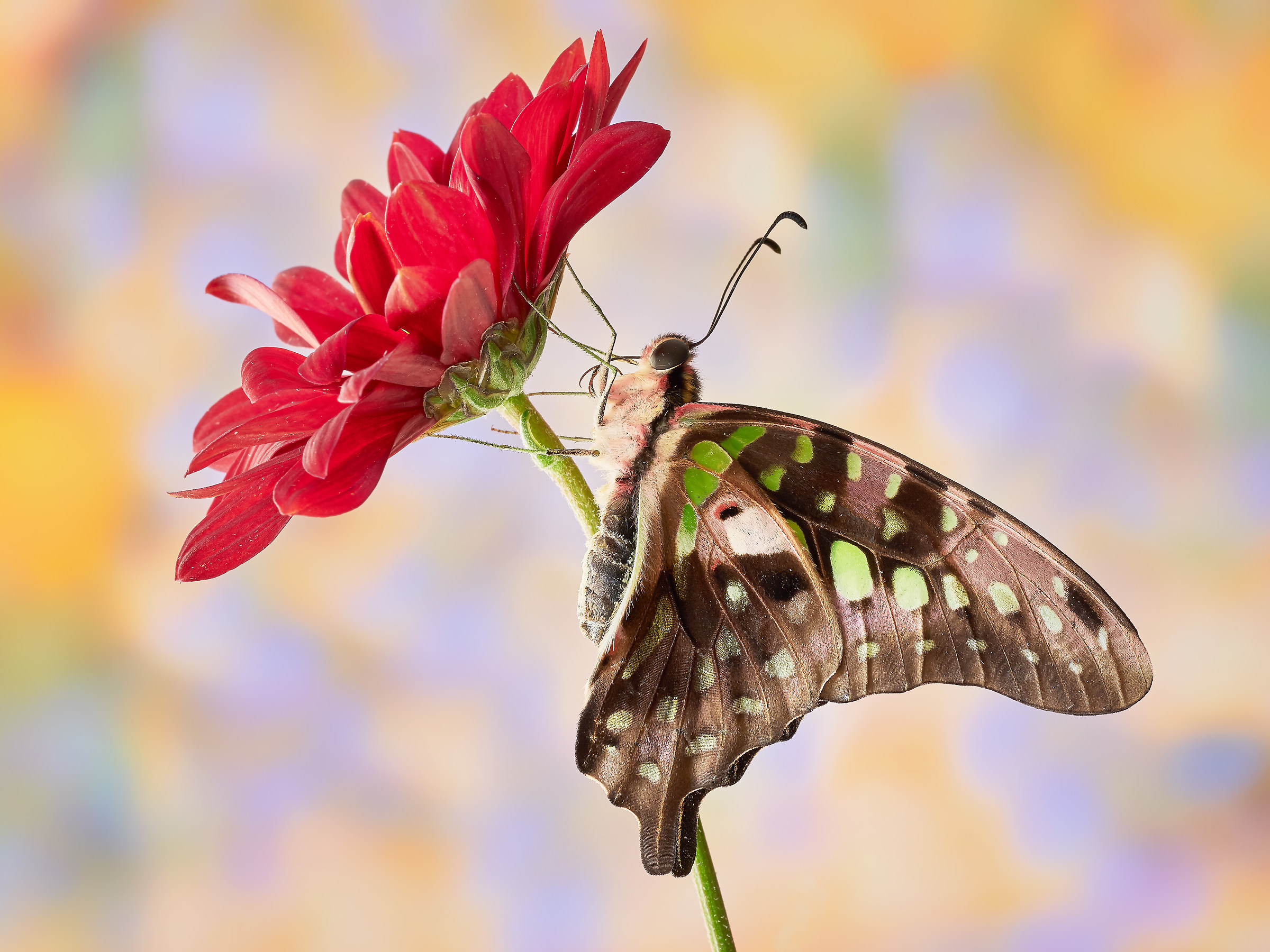Graphium agamenon (Linnaeus, 1758)
