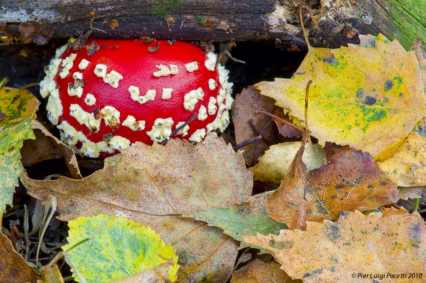 Amanita muscaria