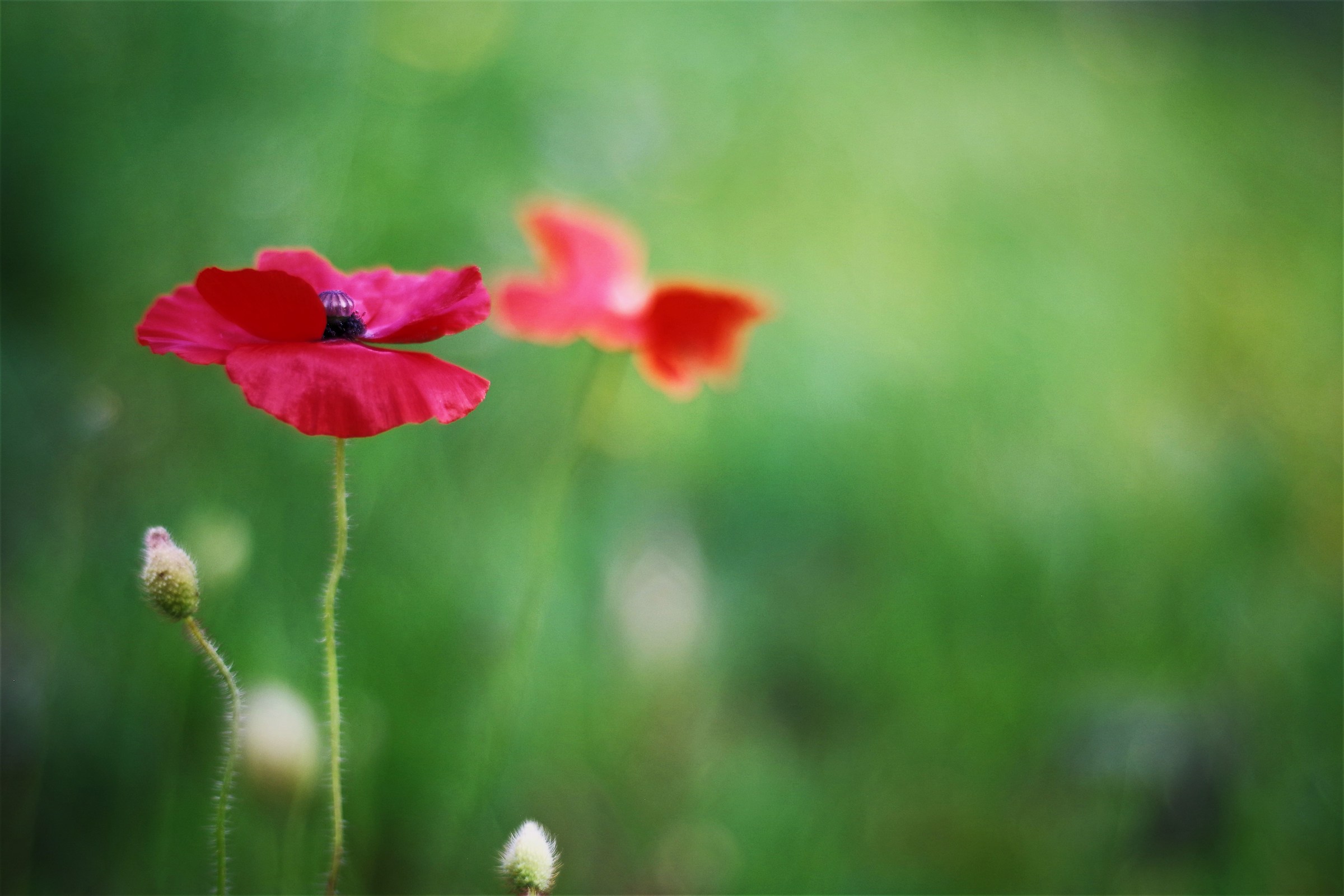 Poppies Field Forever