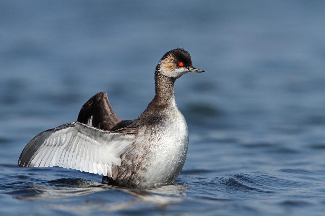 Black-necked Grebe