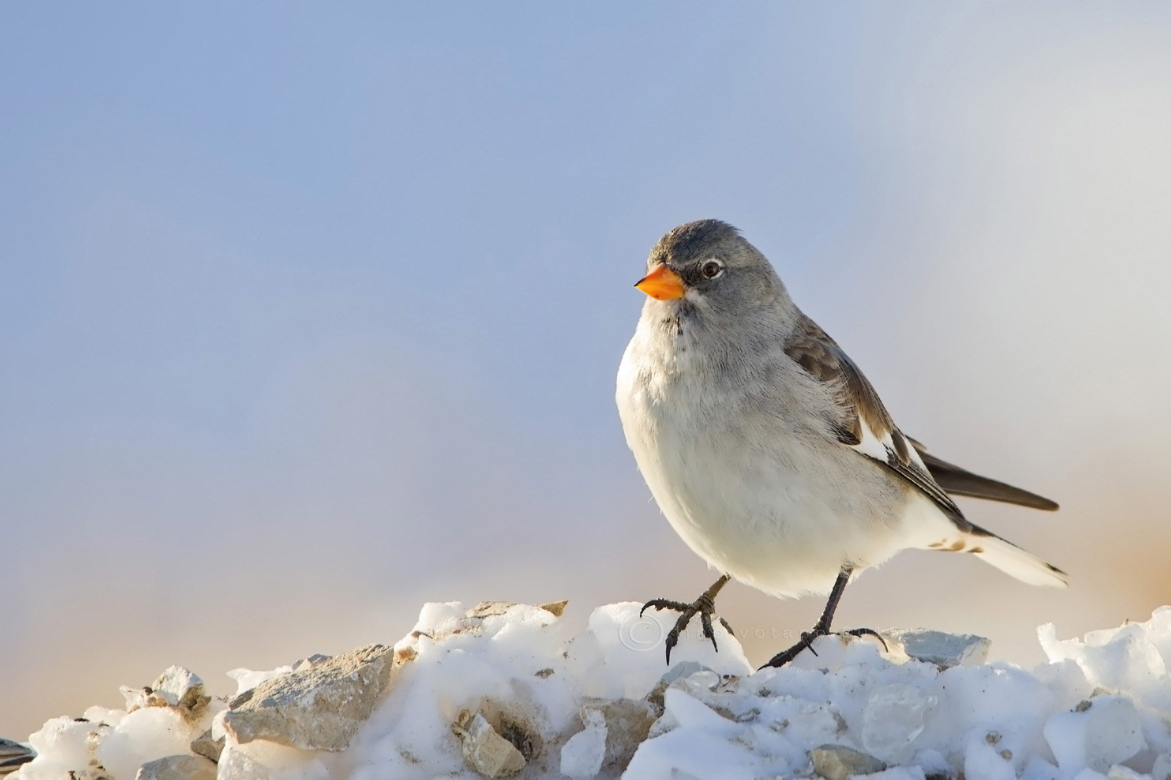 Fringuello Alpino (Montifringilla nivalis)